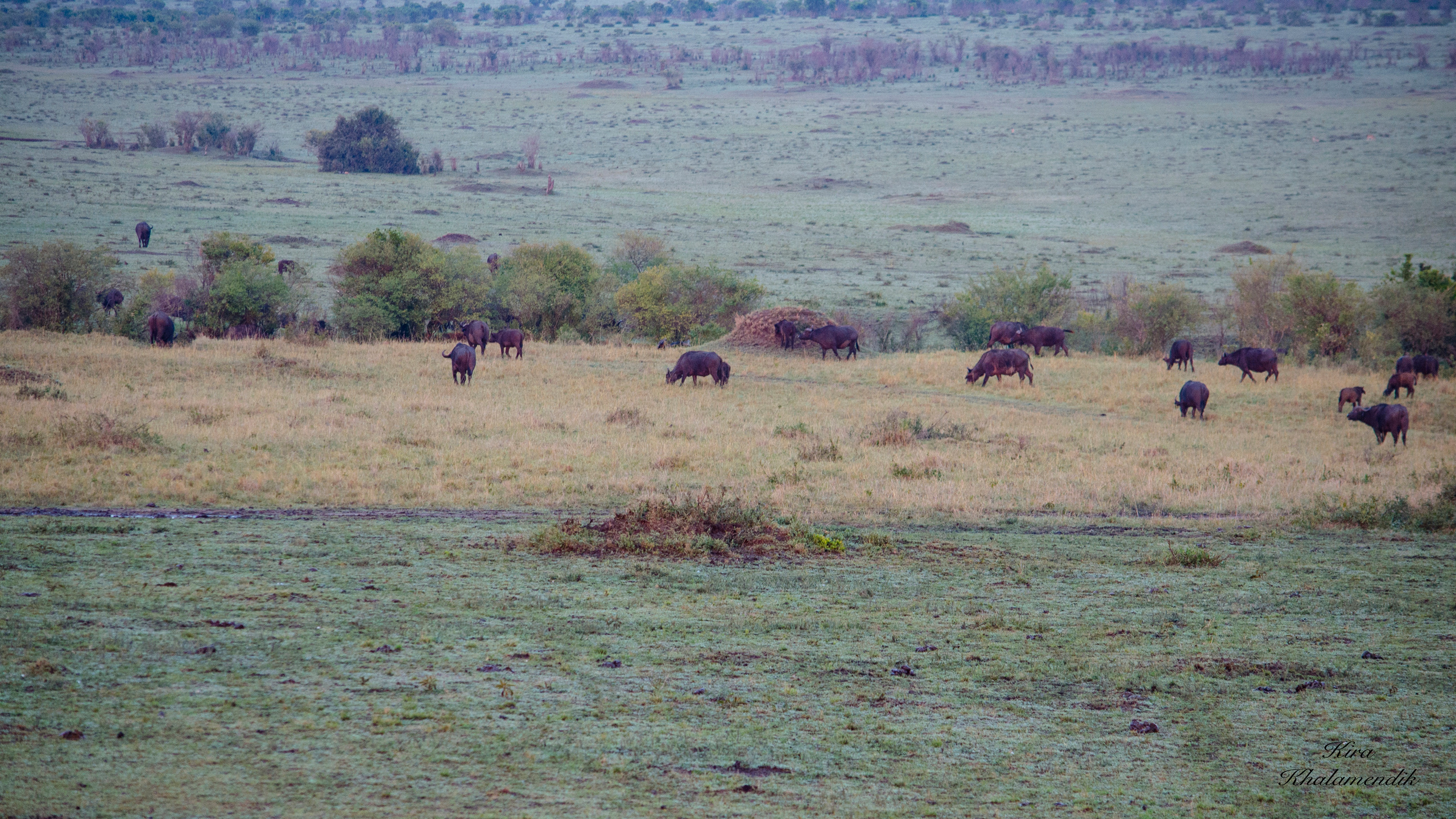 Afrique Centrale (paysages, animaux). Милок и Кирок это позитивные и реальные персоны из Люксембурга, много