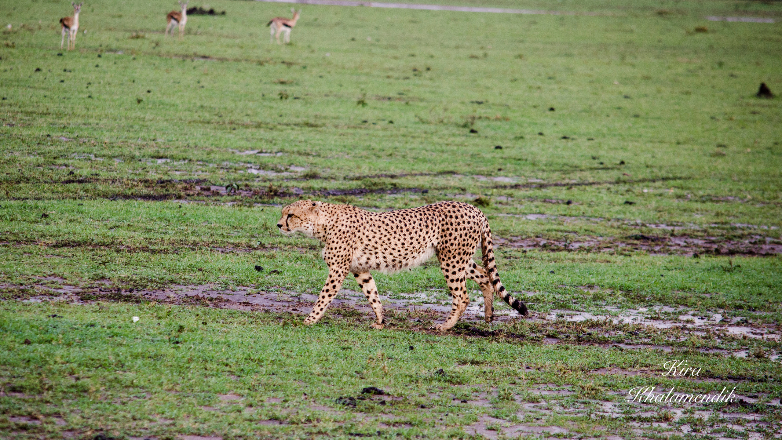 Afrique Centrale (paysages, animaux). Милок и Кирок это позитивные и реальные персоны из Люксембурга, много