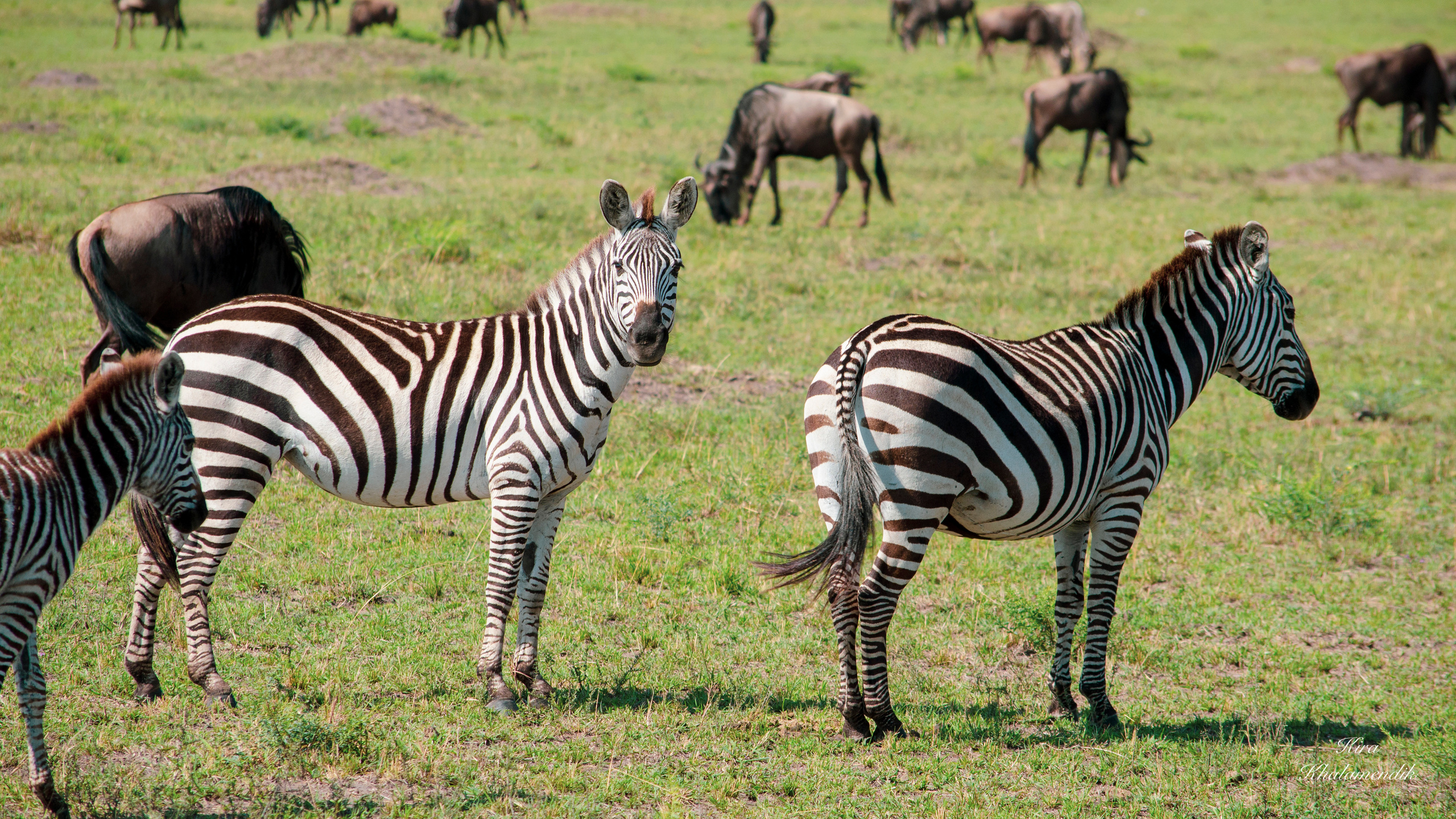 Afrique Centrale (paysages, animaux). Милок и Кирок это позитивные и реальные персоны из Люксембурга, много
