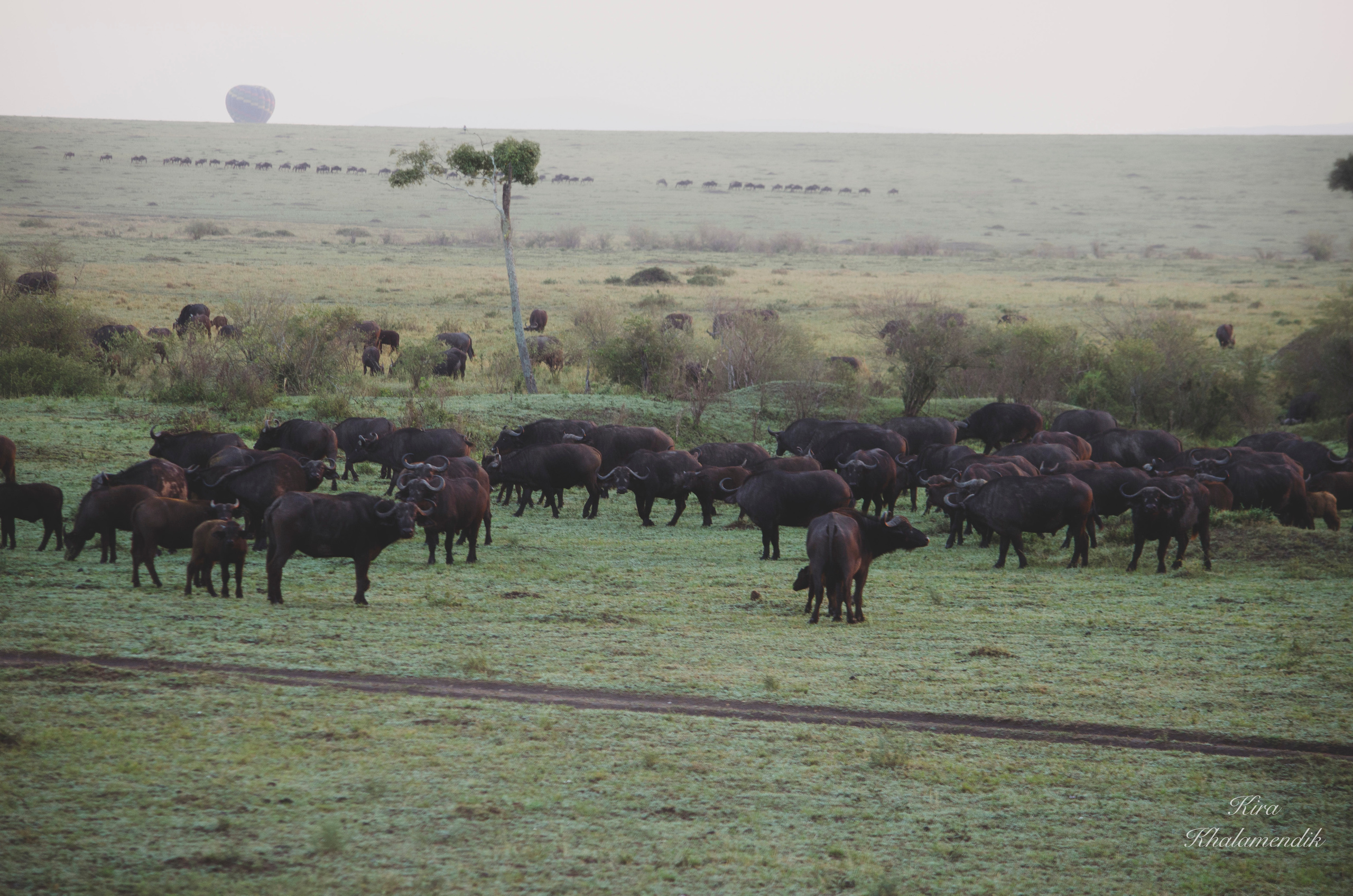 Afrique Centrale (paysages, animaux). Милок и Кирок это позитивные и реальные персоны из Люксембурга, много