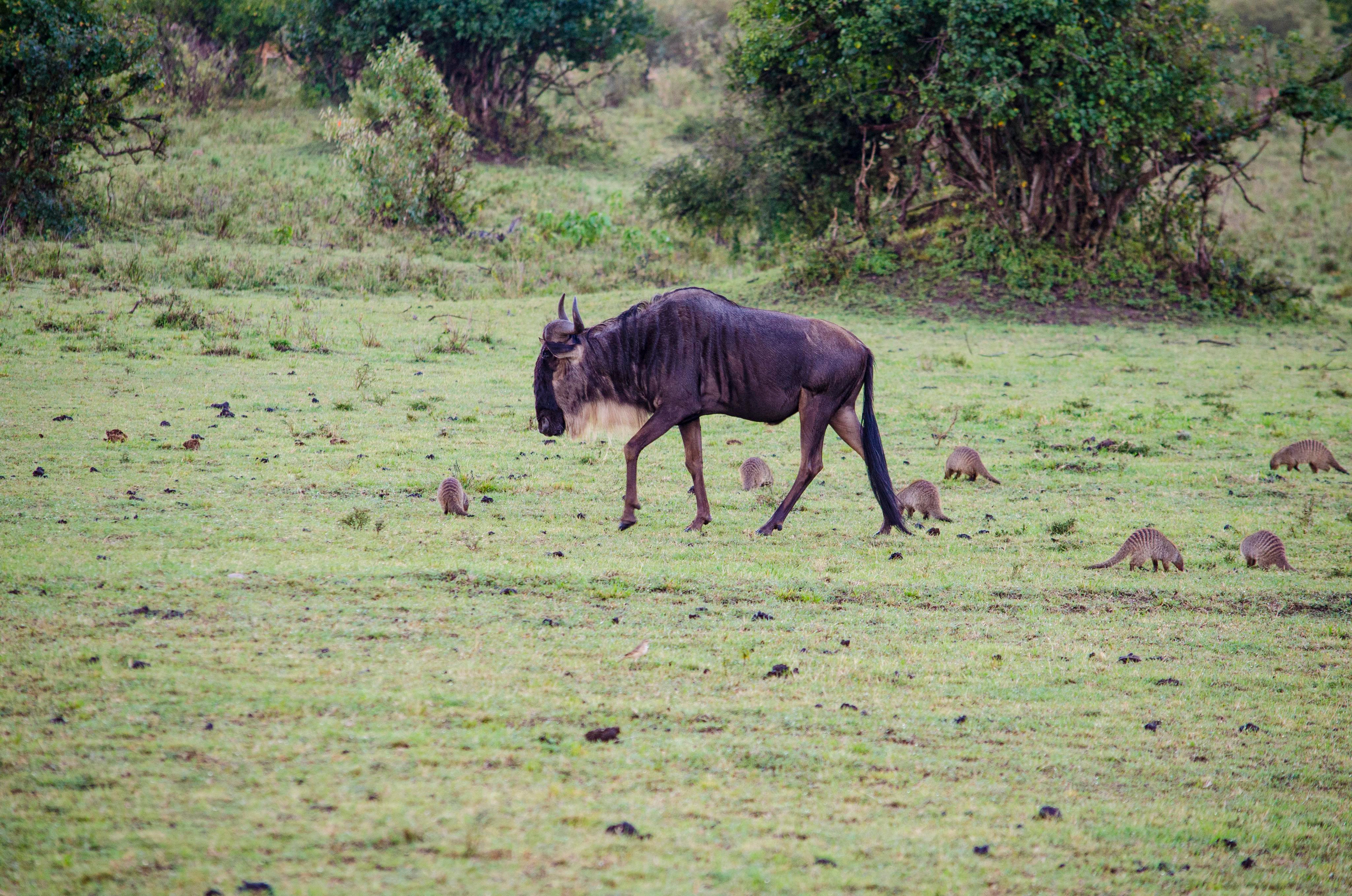 Afrique Centrale (paysages, animaux). Милок и Кирок это позитивные и реальные персоны из Люксембурга, много