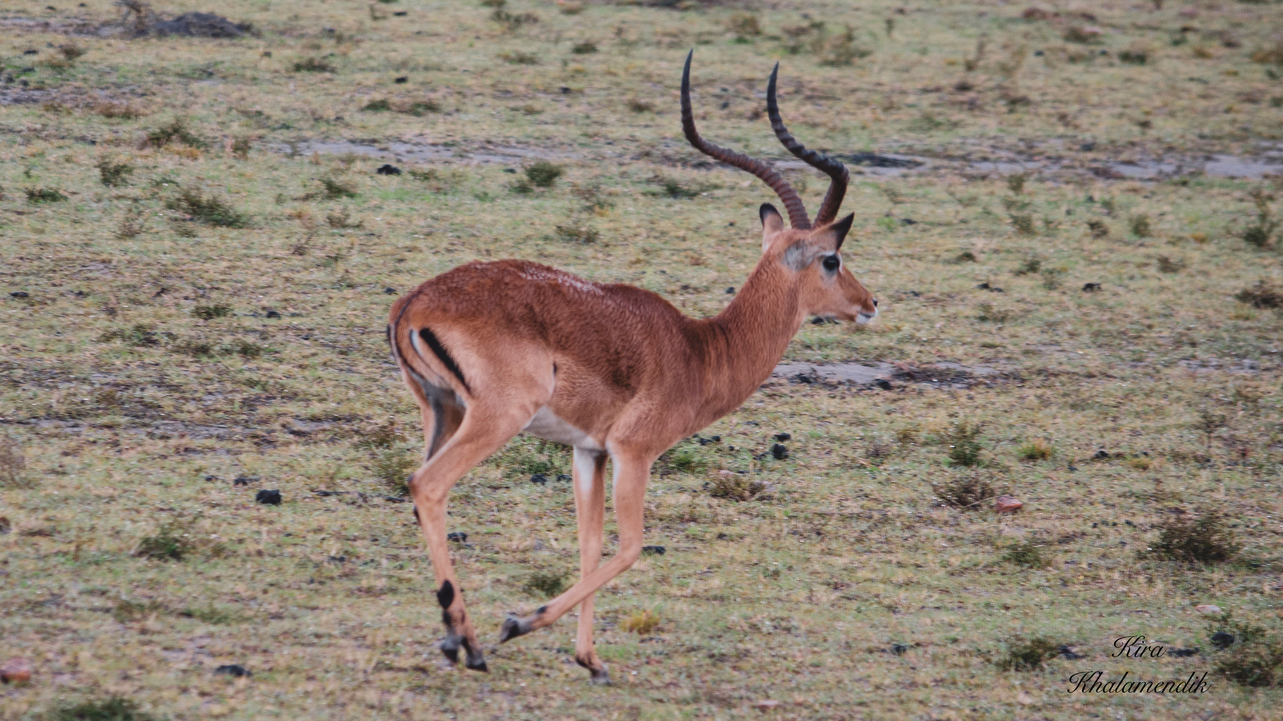 Afrique Centrale (paysages, animaux). Милок и Кирок это позитивные и реальные персоны из Люксембурга, много