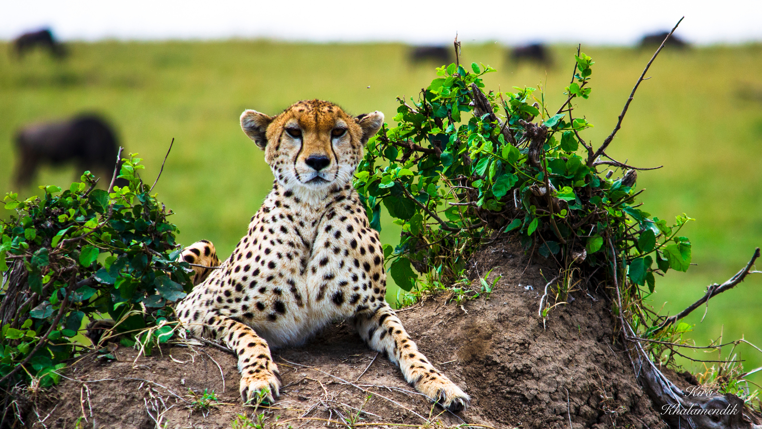 Afrique Centrale (paysages, animaux). Милок и Кирок это позитивные и реальные персоны из Люксембурга, много