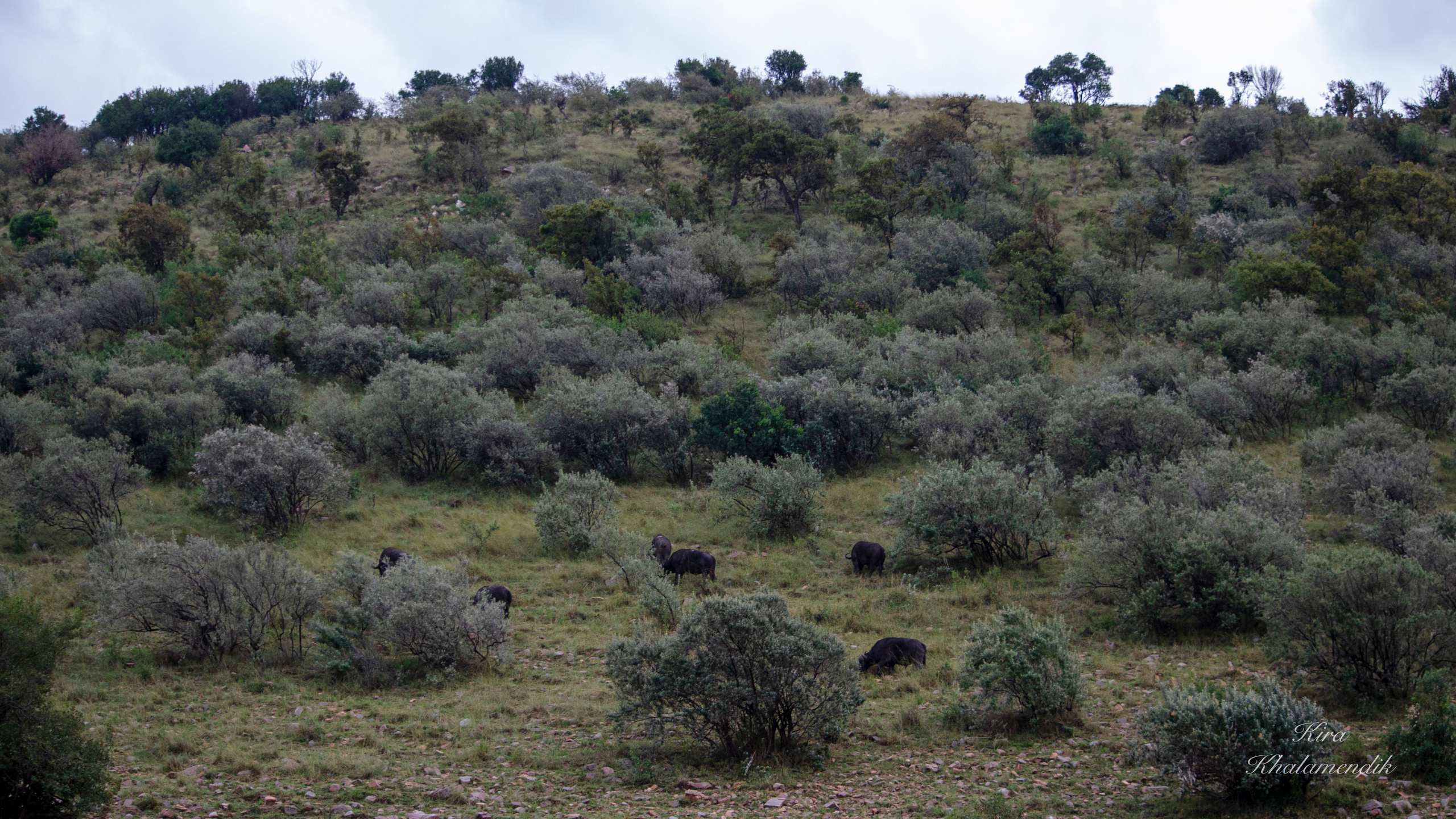 Afrique Centrale (paysages, animaux). Милок и Кирок это позитивные и реальные персоны из Люксембурга, много