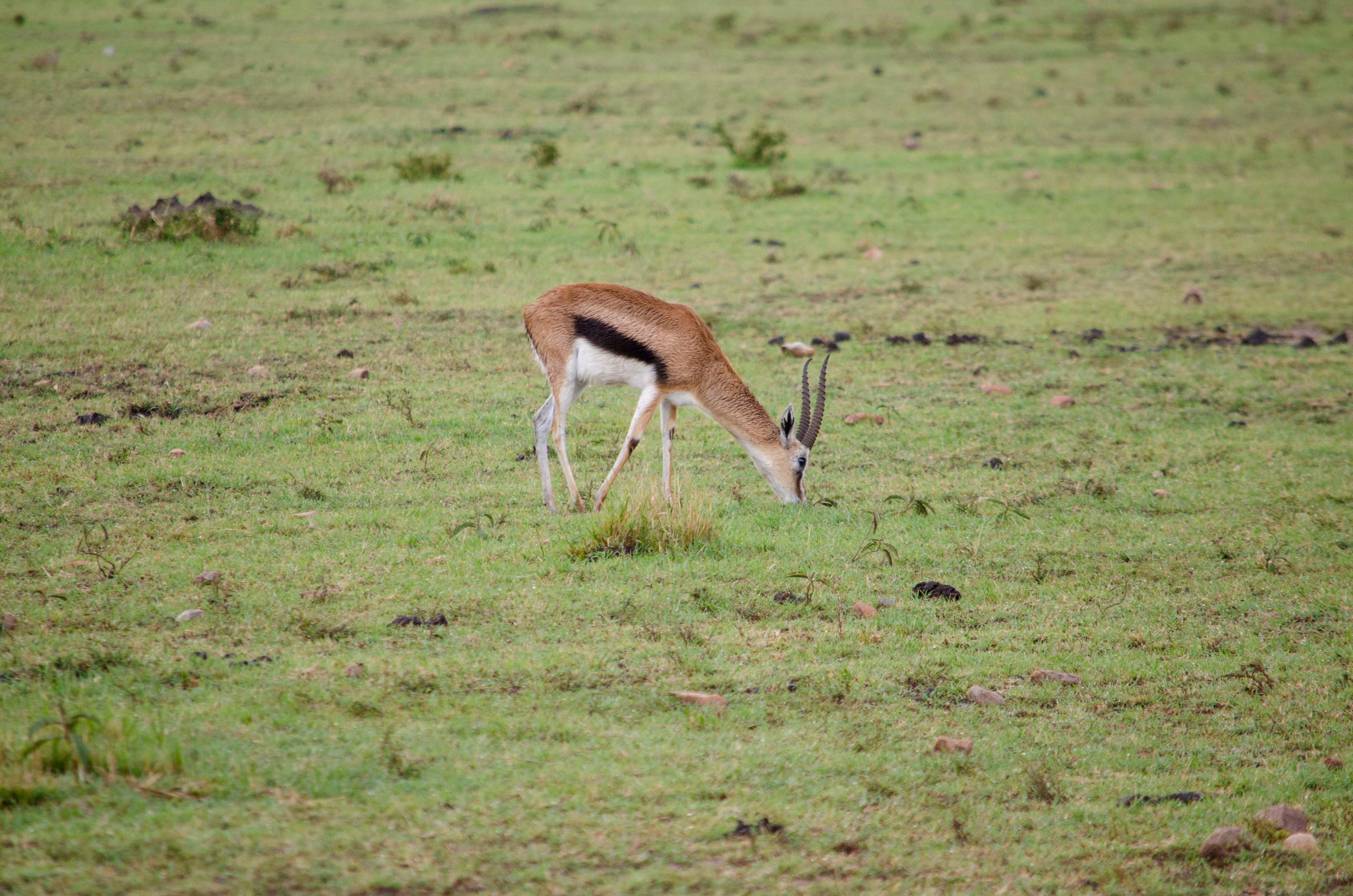 Afrique Centrale (paysages, animaux). Милок и Кирок это позитивные и реальные персоны из Люксембурга, много