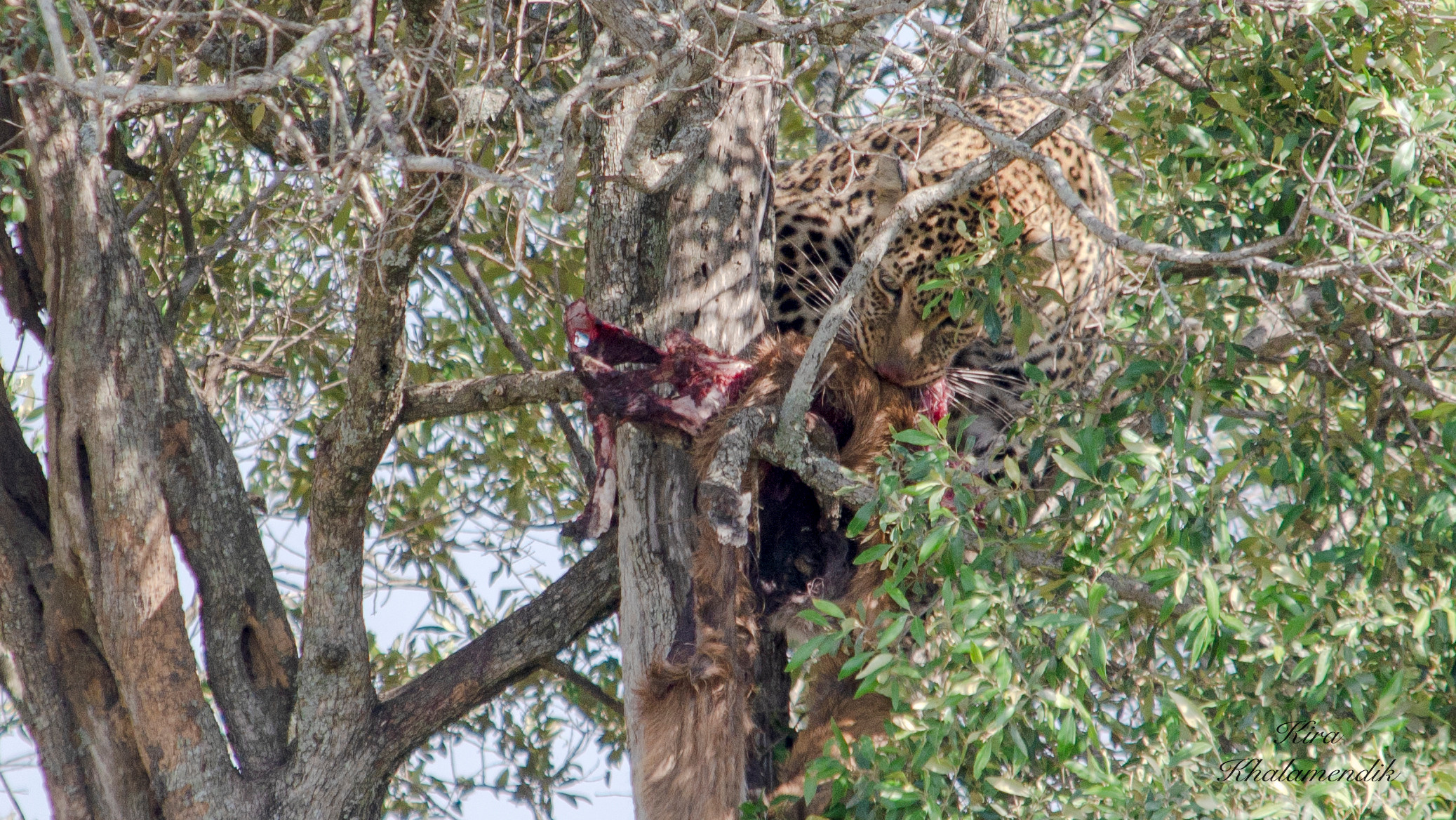 Afrique Centrale (paysages, animaux). Милок и Кирок это позитивные и реальные персоны из Люксембурга, много