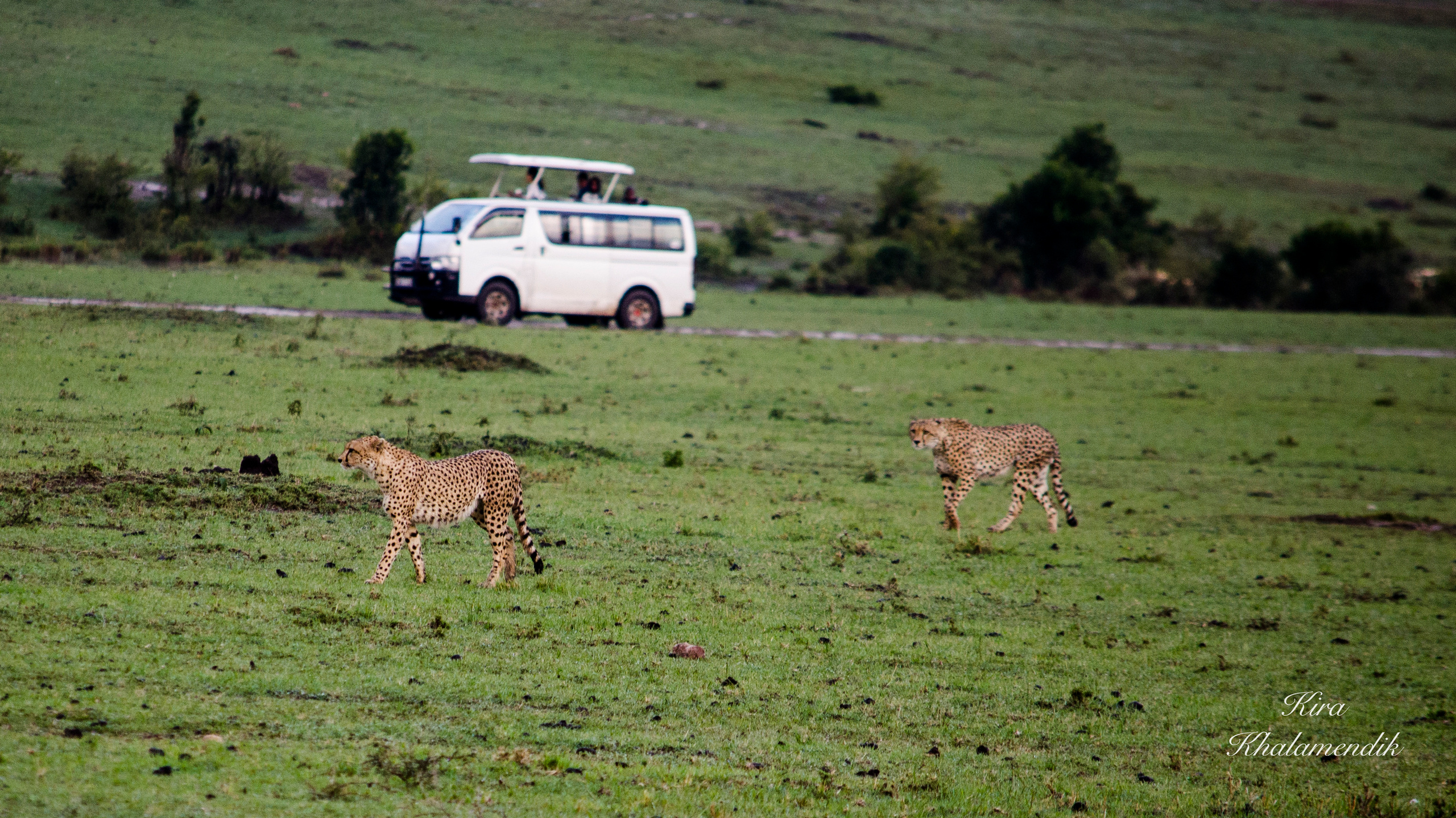 Afrique Centrale (paysages, animaux). Милок и Кирок это позитивные и реальные персоны из Люксембурга, много