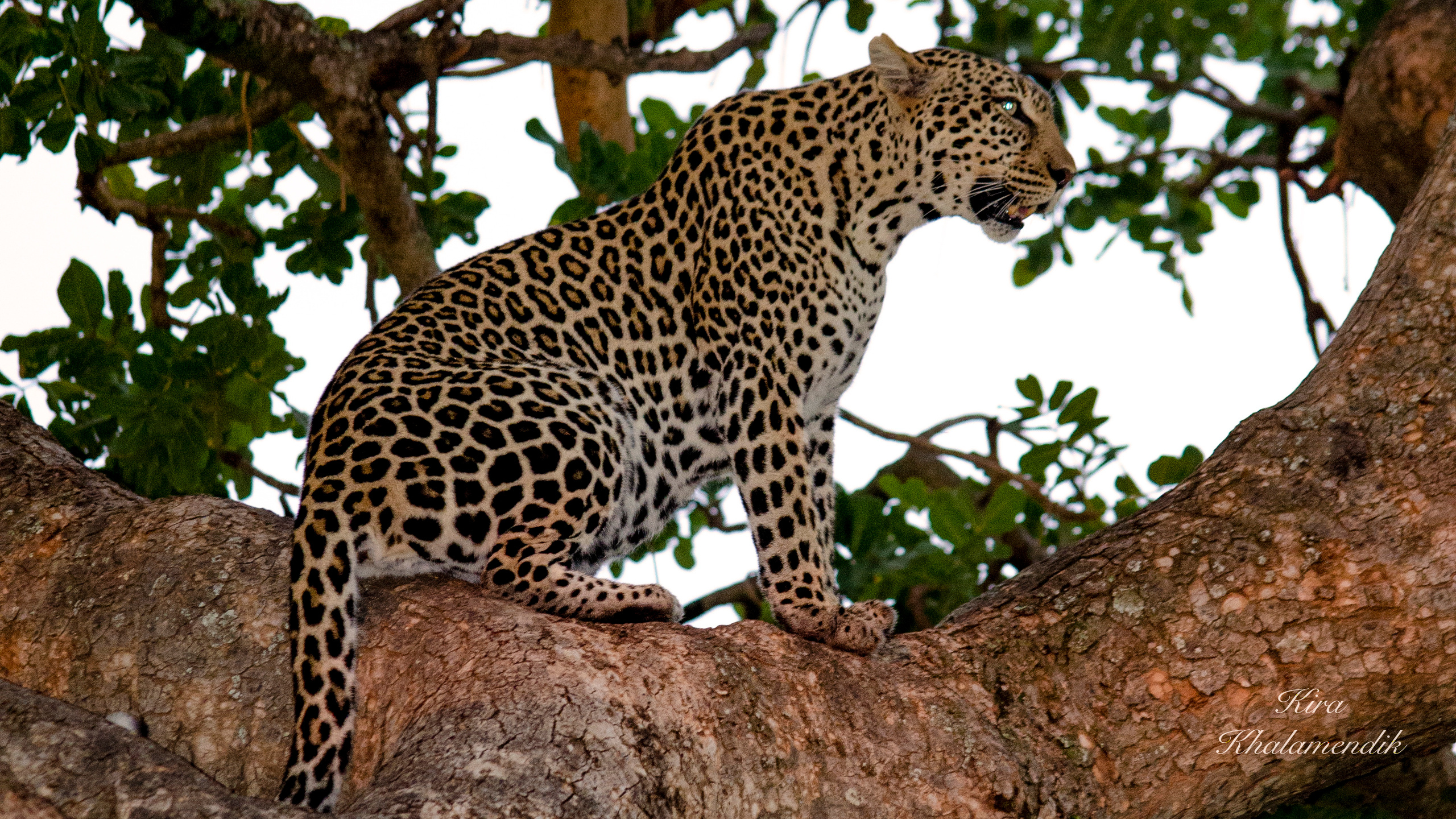 Afrique Centrale (paysages, animaux). Милок и Кирок это позитивные и реальные персоны из Люксембурга, много