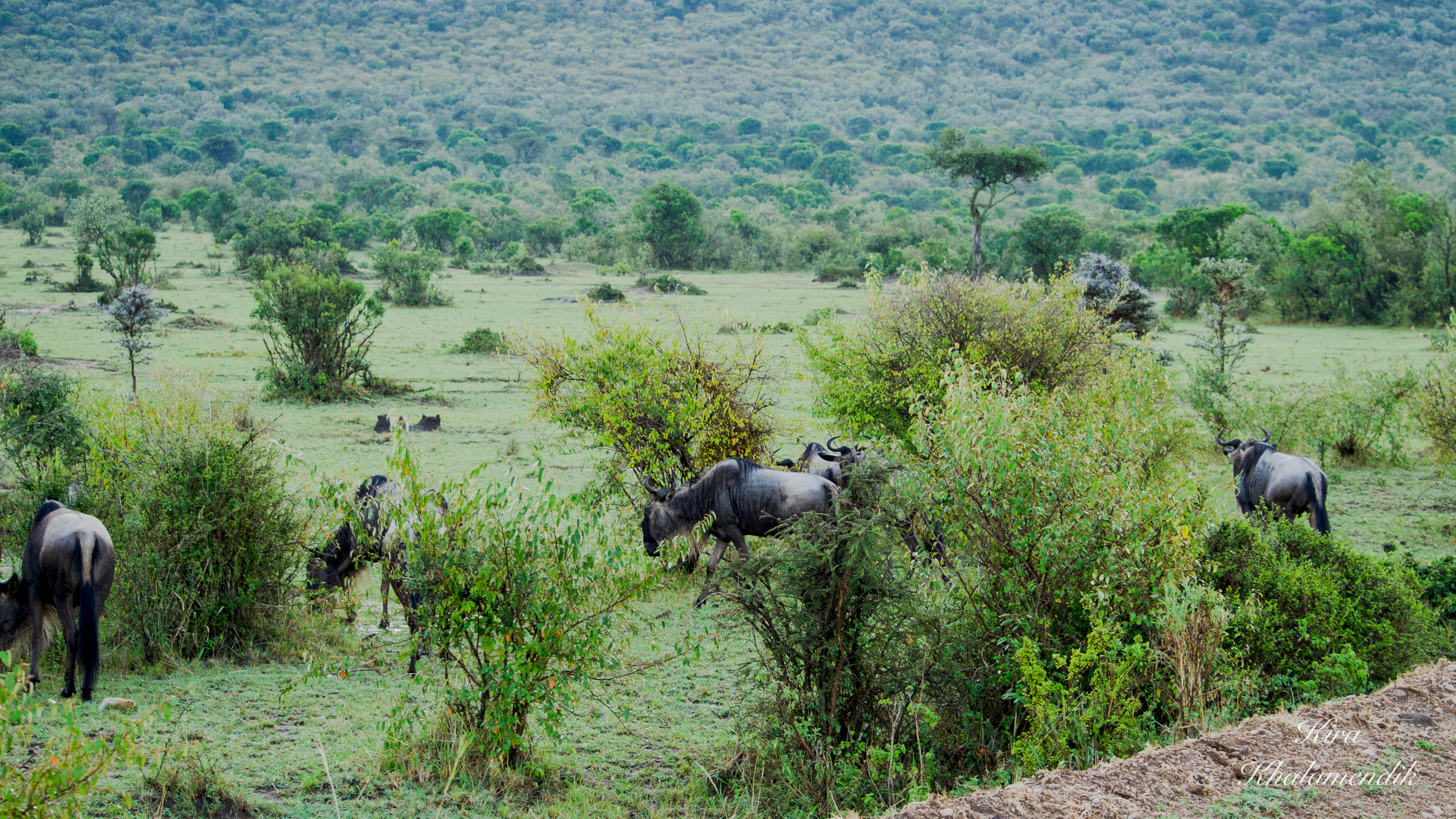 Afrique Centrale (paysages, animaux). Милок и Кирок это позитивные и реальные персоны из Люксембурга, много