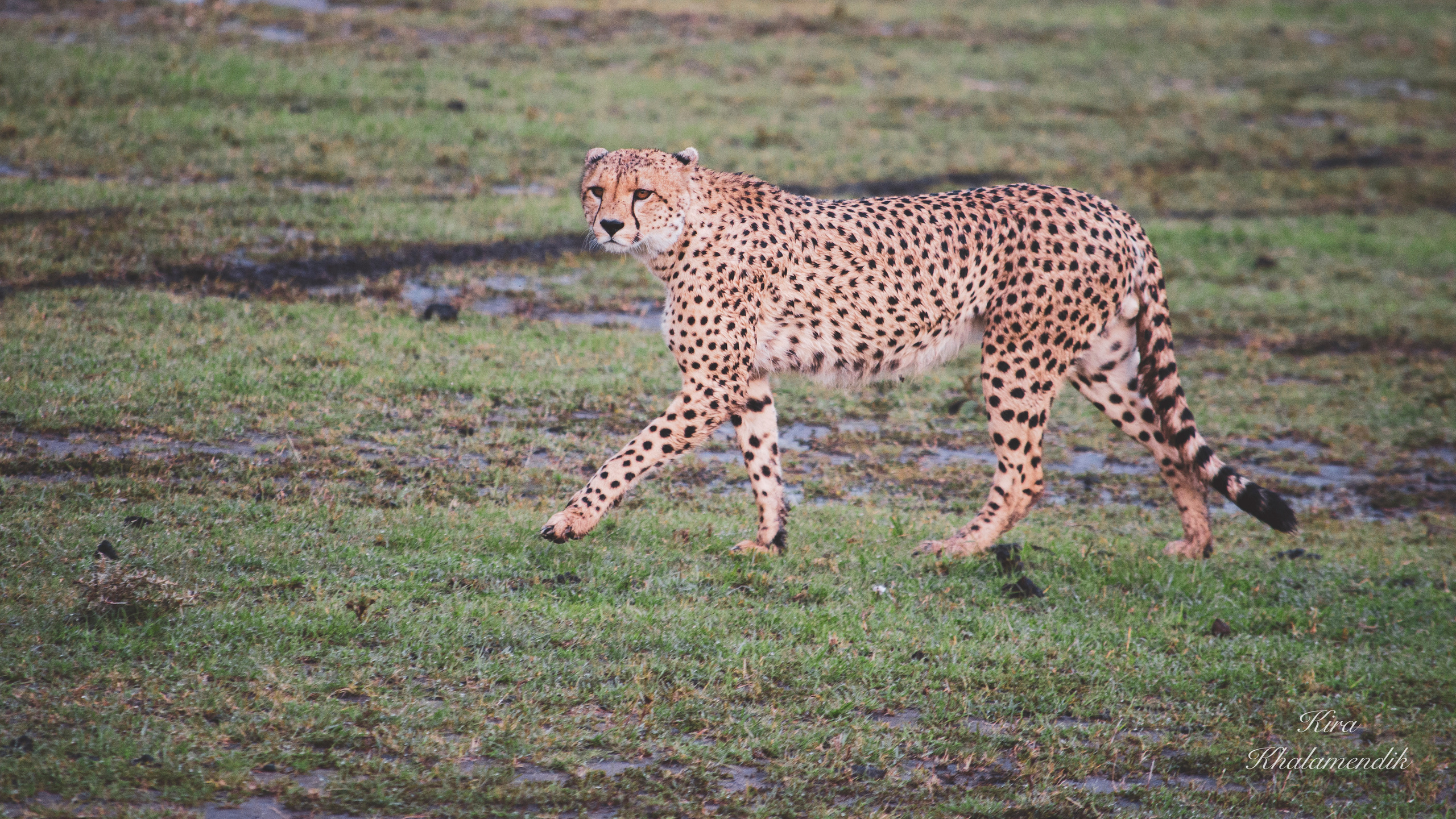 Afrique Centrale (paysages, animaux). Милок и Кирок это позитивные и реальные персоны из Люксембурга, много