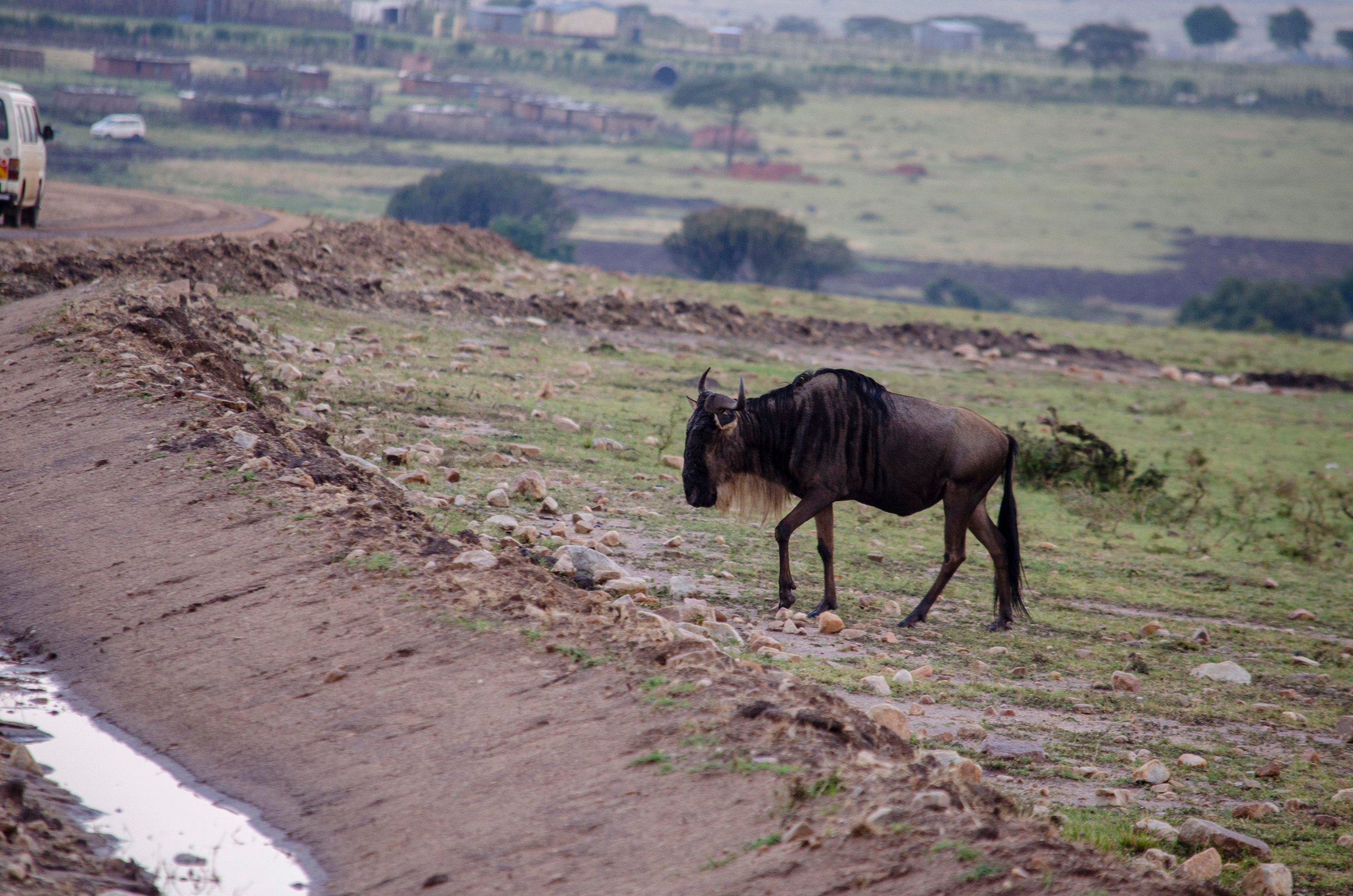 Afrique Centrale (paysages, animaux). Милок и Кирок это позитивные и реальные персоны из Люксембурга, много
