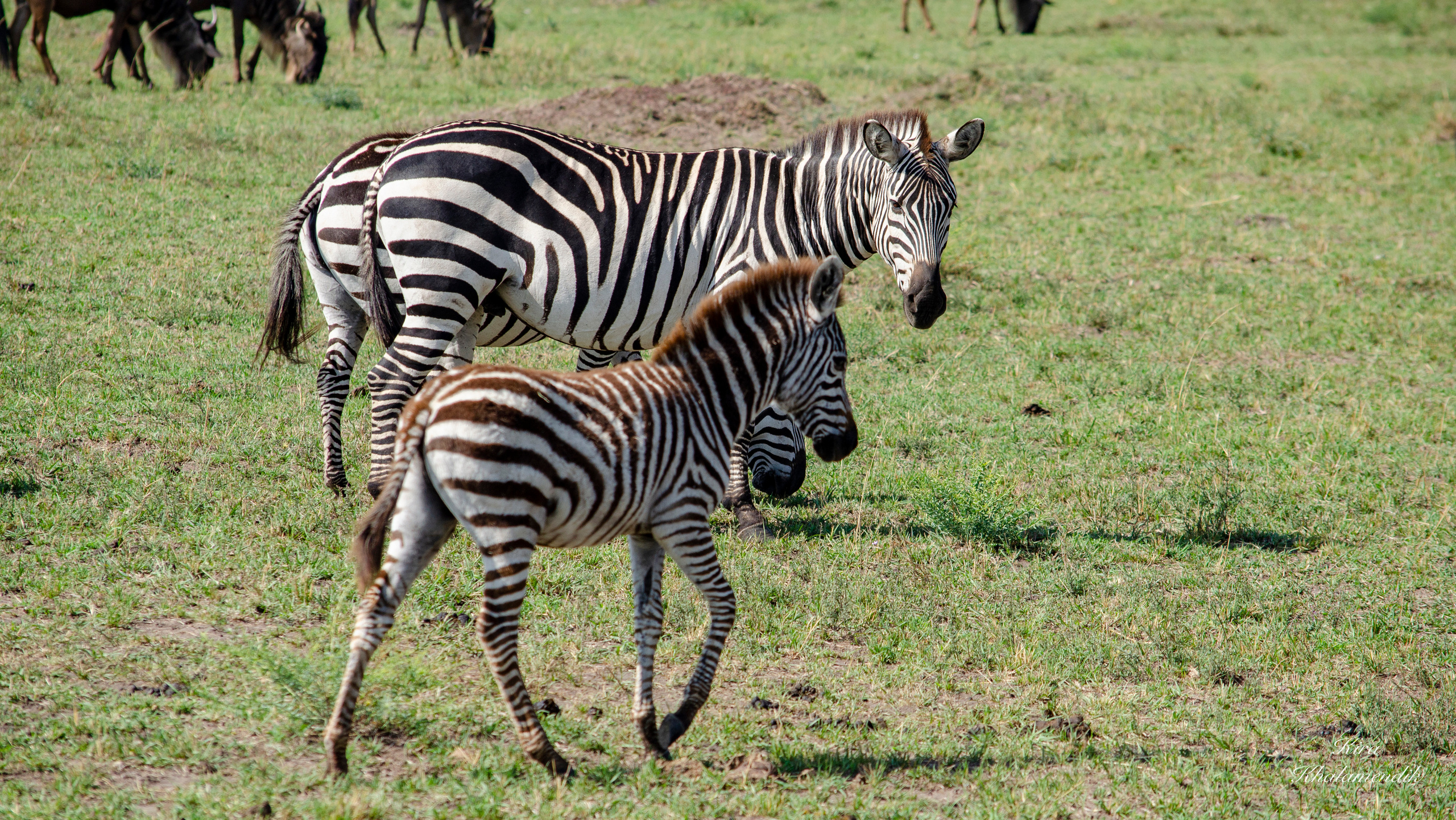 Afrique Centrale (paysages, animaux). Милок и Кирок это позитивные и реальные персоны из Люксембурга, много
