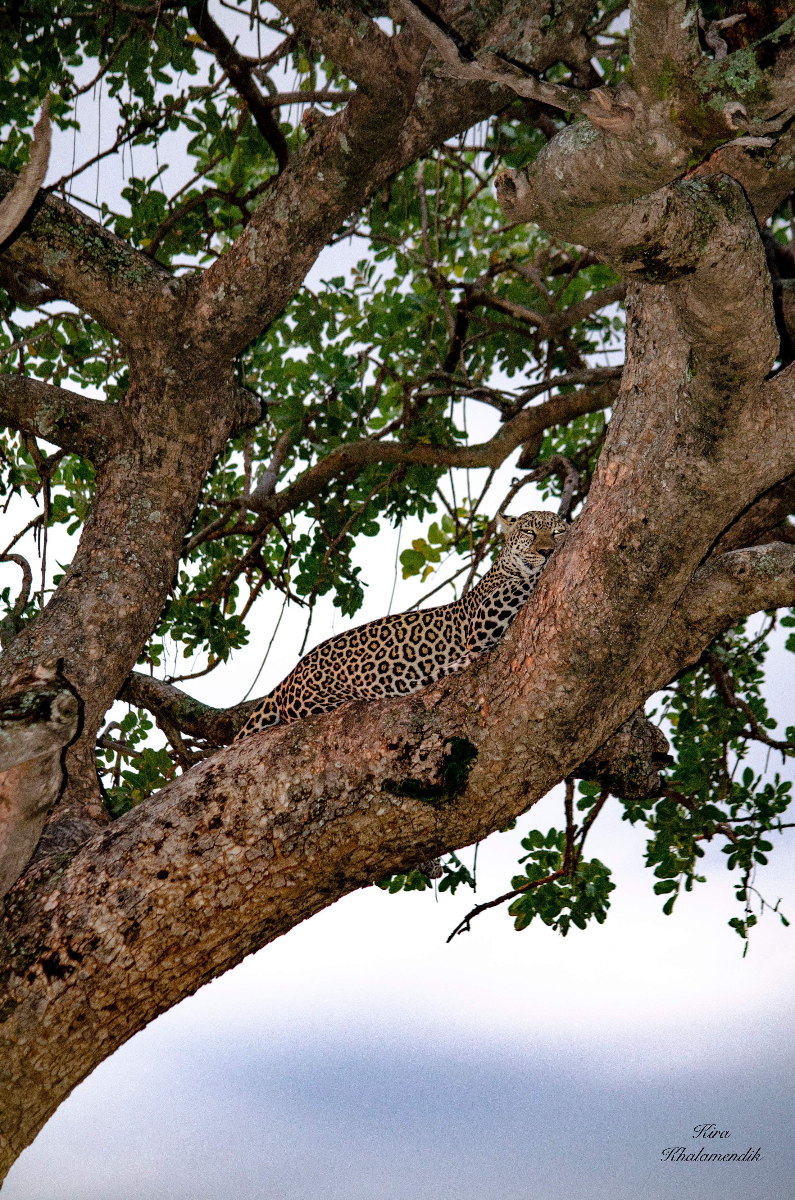 Afrique Centrale (paysages, animaux). Милок и Кирок это позитивные и реальные персоны из Люксембурга, много
