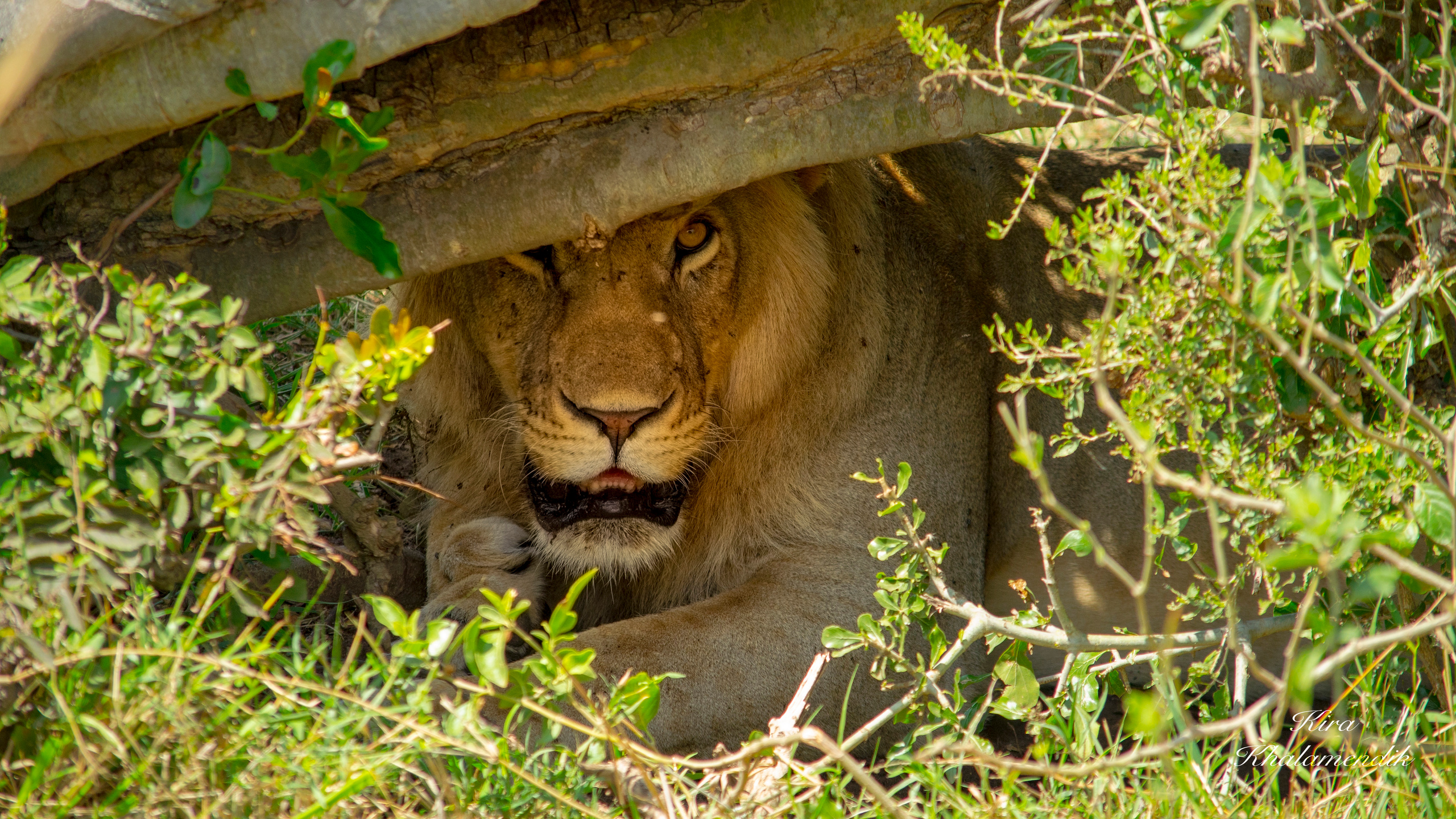 Afrique Centrale (paysages, animaux). Милок и Кирок это позитивные и реальные персоны из Люксембурга, много