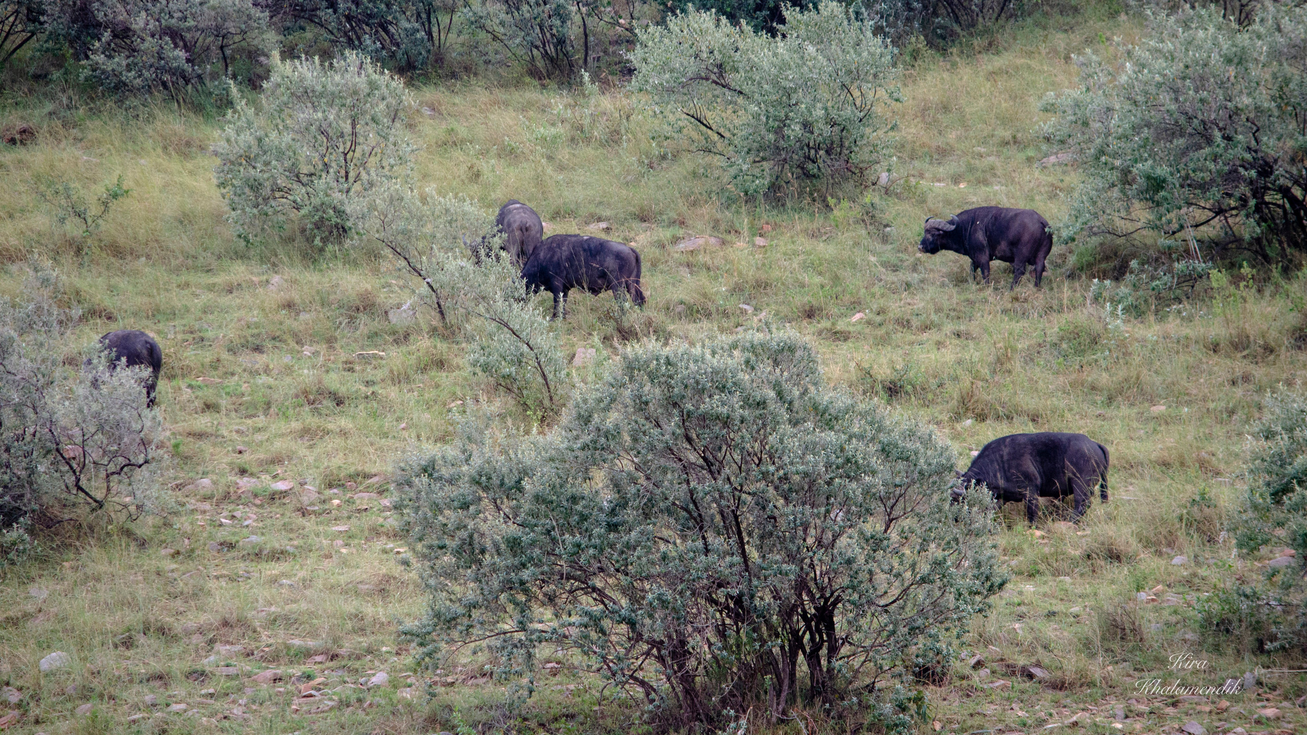 Afrique Centrale (paysages, animaux). Милок и Кирок это позитивные и реальные персоны из Люксембурга, много