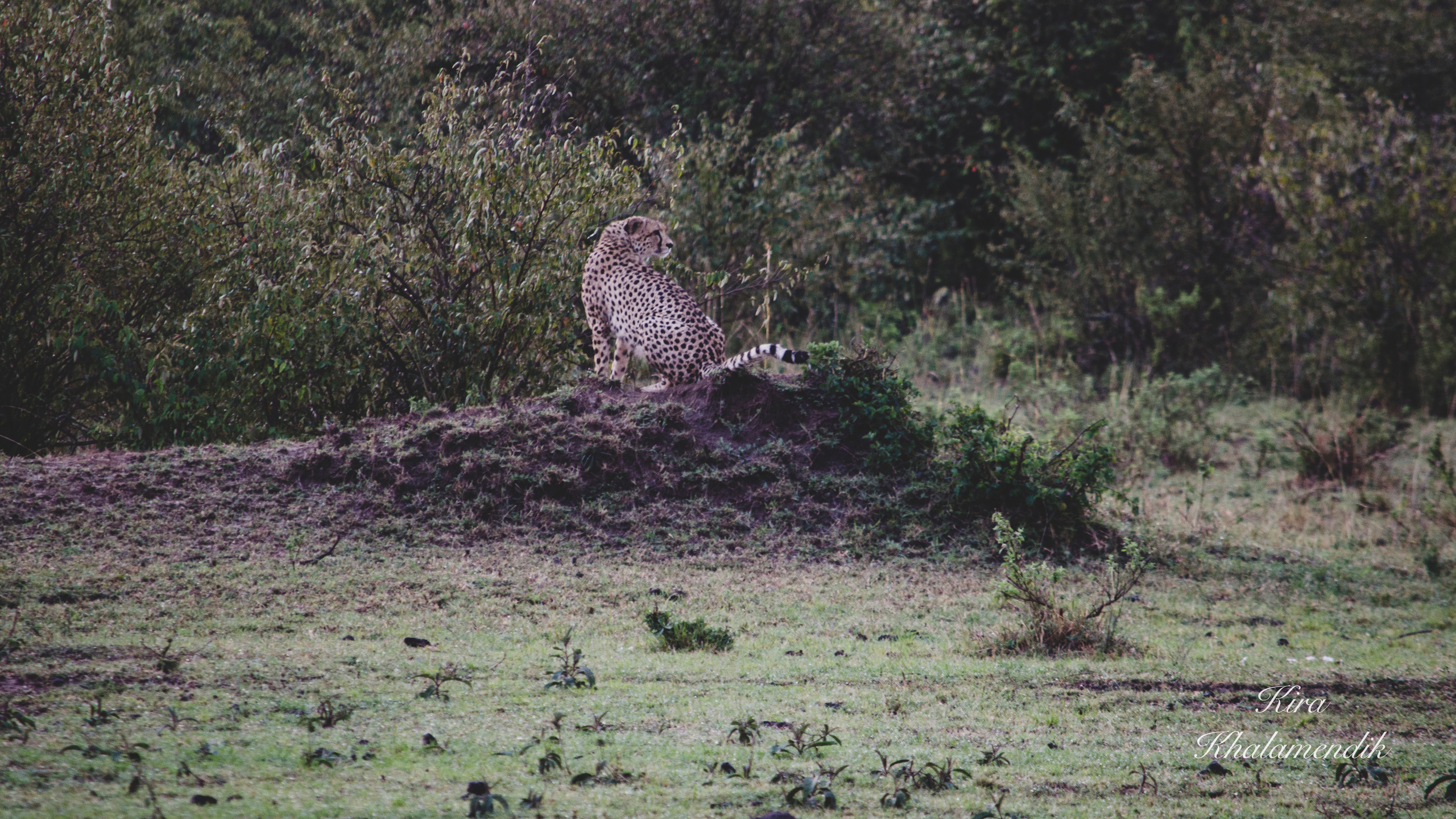 Afrique Centrale (paysages, animaux). Милок и Кирок это позитивные и реальные персоны из Люксембурга, много