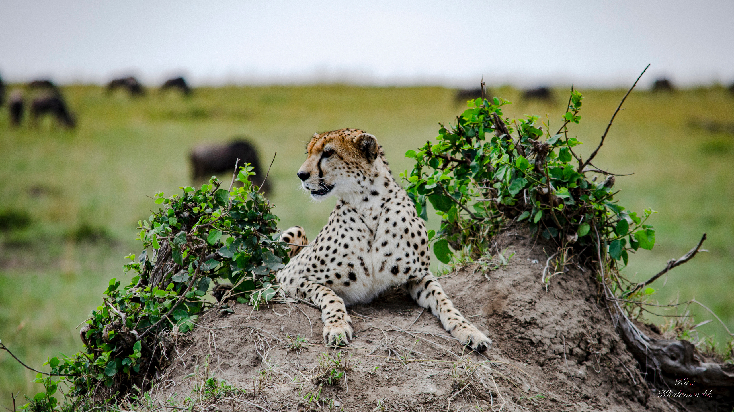 Afrique Centrale (paysages, animaux). Милок и Кирок это позитивные и реальные персоны из Люксембурга, много