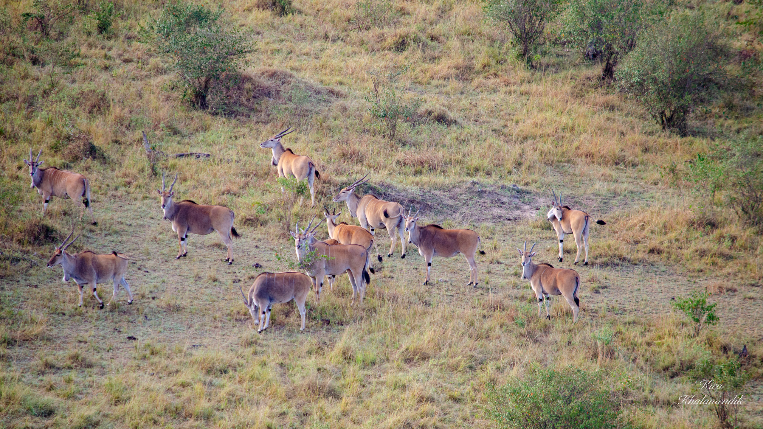 Afrique Centrale (paysages, animaux). Милок и Кирок это позитивные и реальные персоны из Люксембурга, много