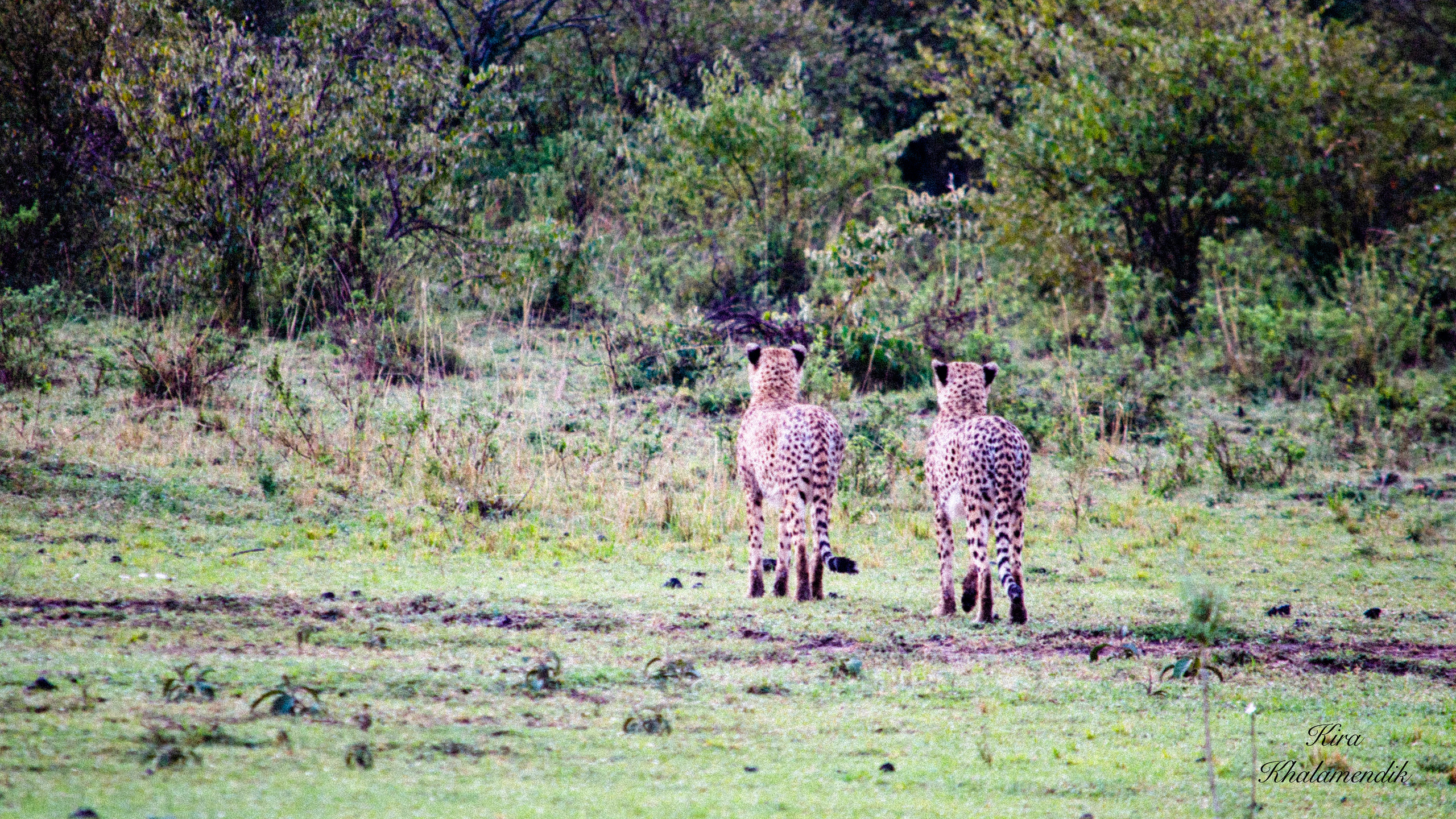 Afrique Centrale (paysages, animaux). Милок и Кирок это позитивные и реальные персоны из Люксембурга, много