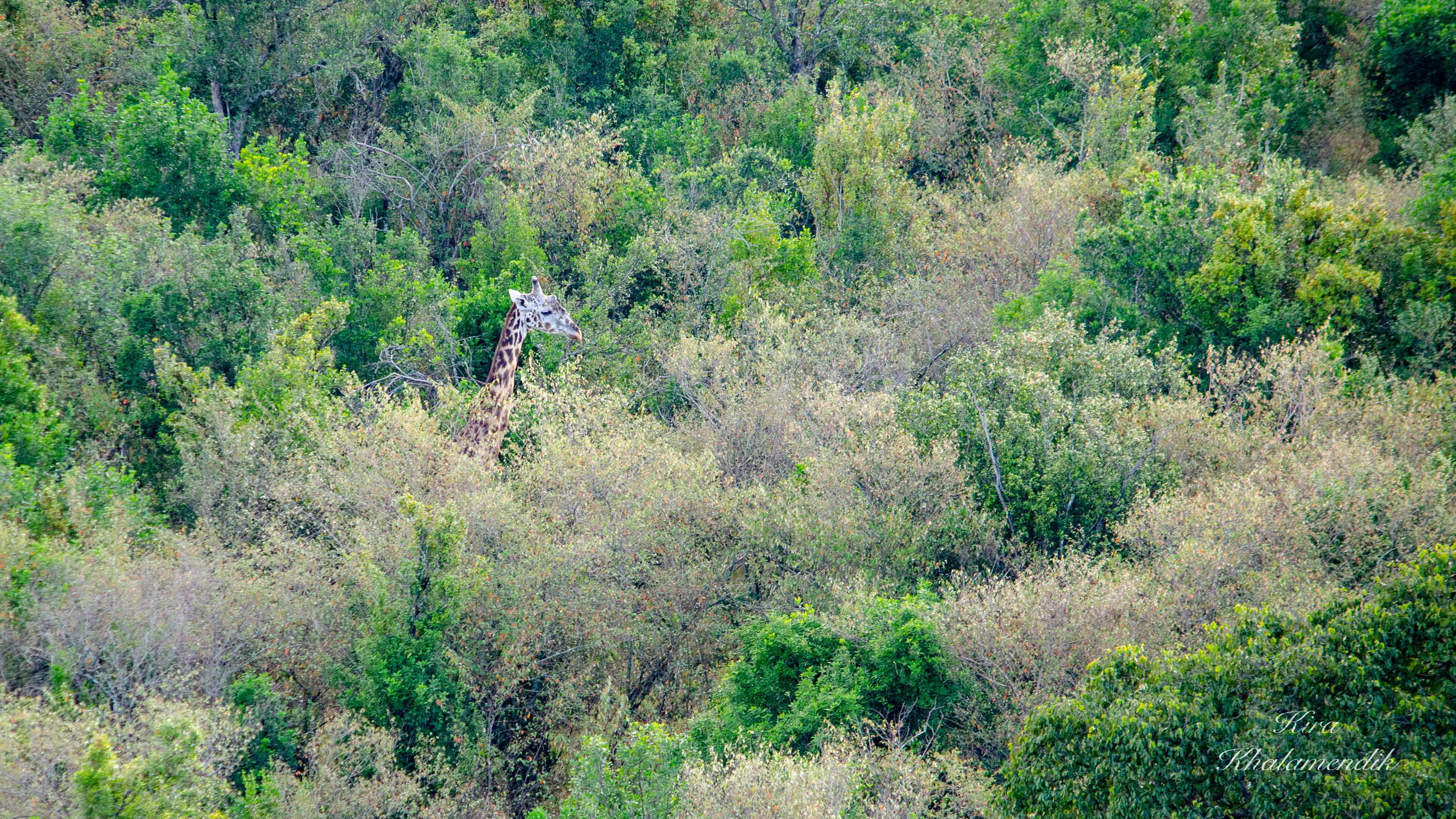 Afrique Centrale (paysages, animaux). Милок и Кирок это позитивные и реальные персоны из Люксембурга, много