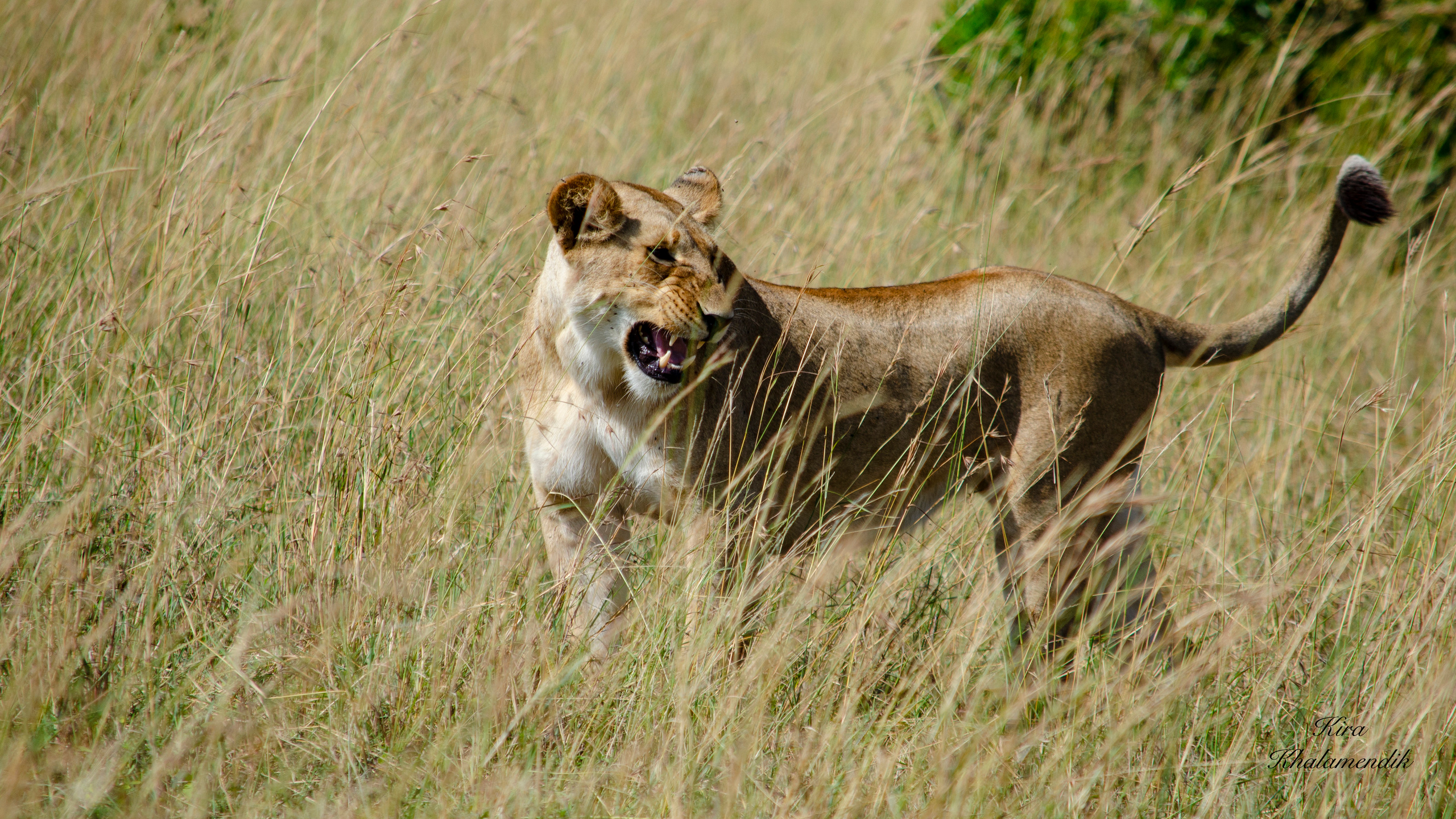 Afrique Centrale (paysages, animaux). Милок и Кирок это позитивные и реальные персоны из Люксембурга, много