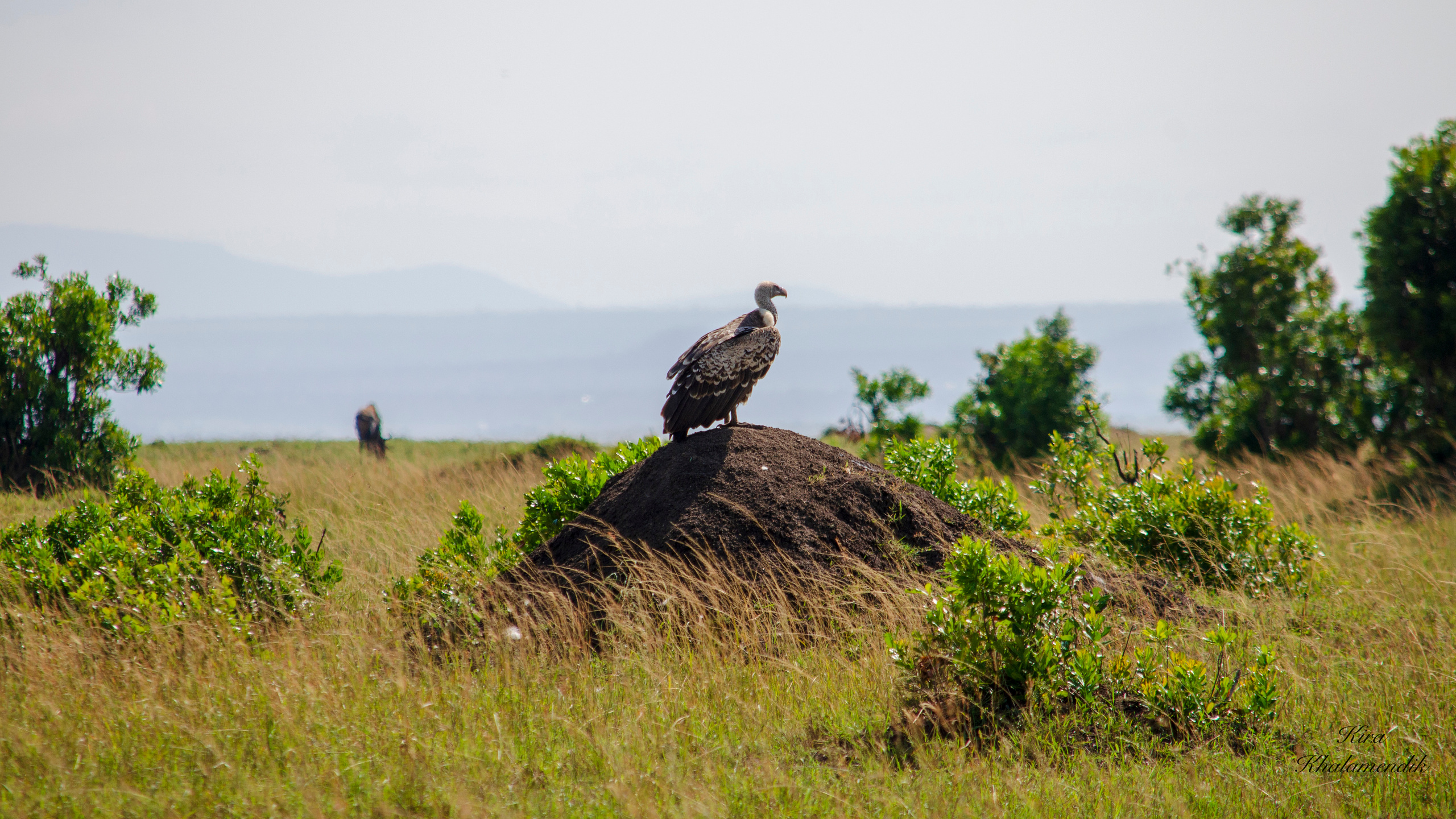 Afrique Centrale (paysages, animaux). Милок и Кирок это позитивные и реальные персоны из Люксембурга, много