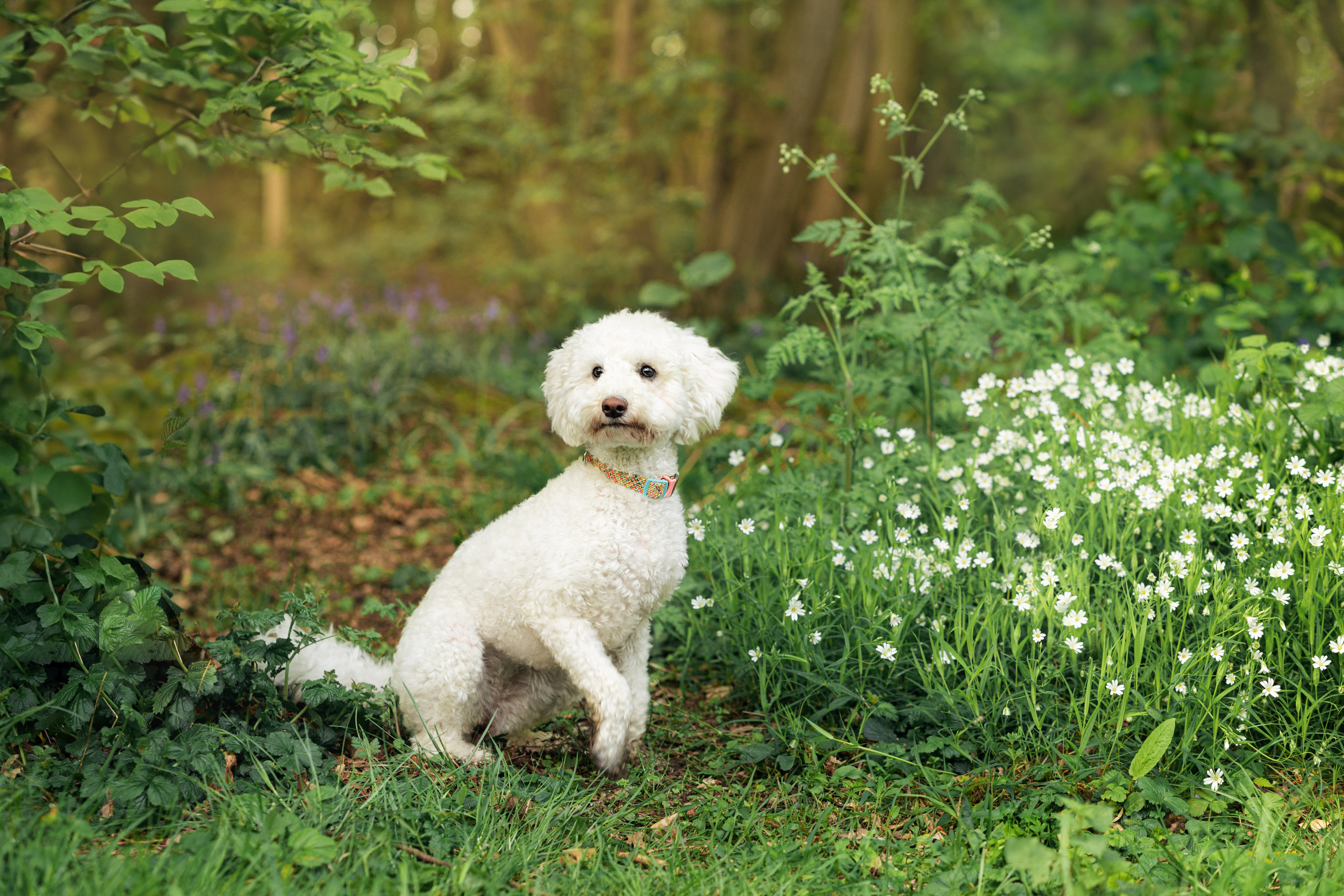 Pets photographer based in Stevenage, Hertfordshire. Stevenage, Hertfordshire family, maternity and newborn photographer