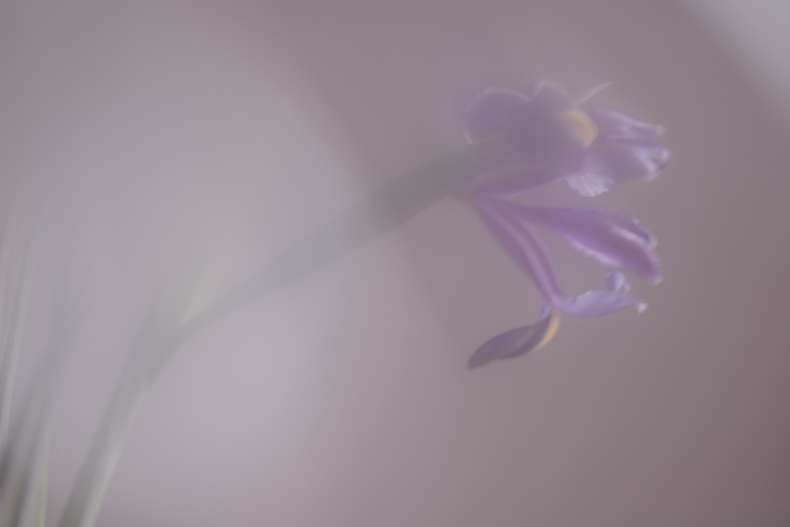 50 SHADES OF PURPLE. Natalja Poplavska — Visual artist, Photographer, East Sussex, London