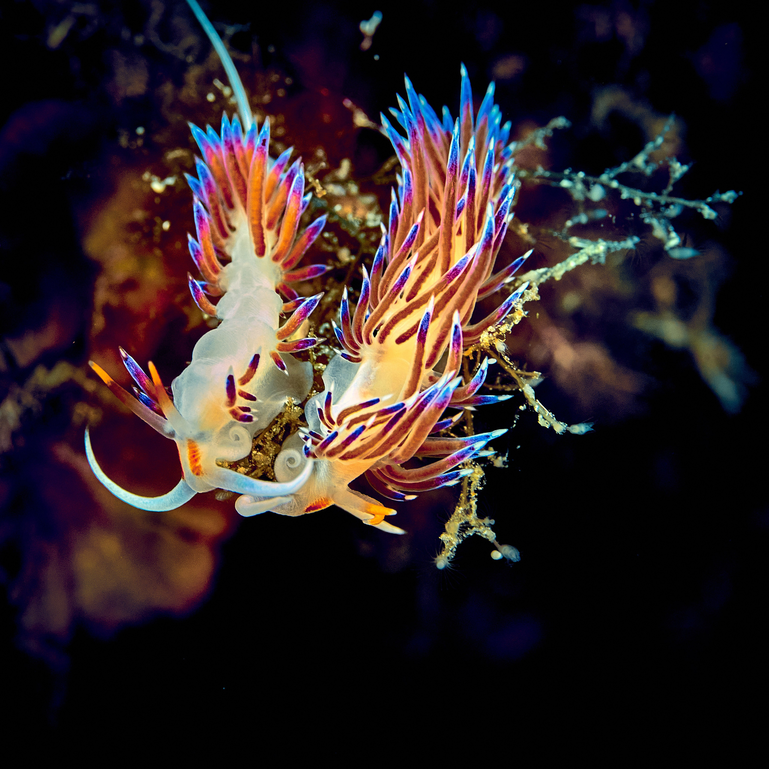 Fotograf podwodny Andriej Szypiłow - Fauna i flora Czerwonego i Adriatyckiego Mórz. Andriej Szypilow - Fotografia & Wideografia