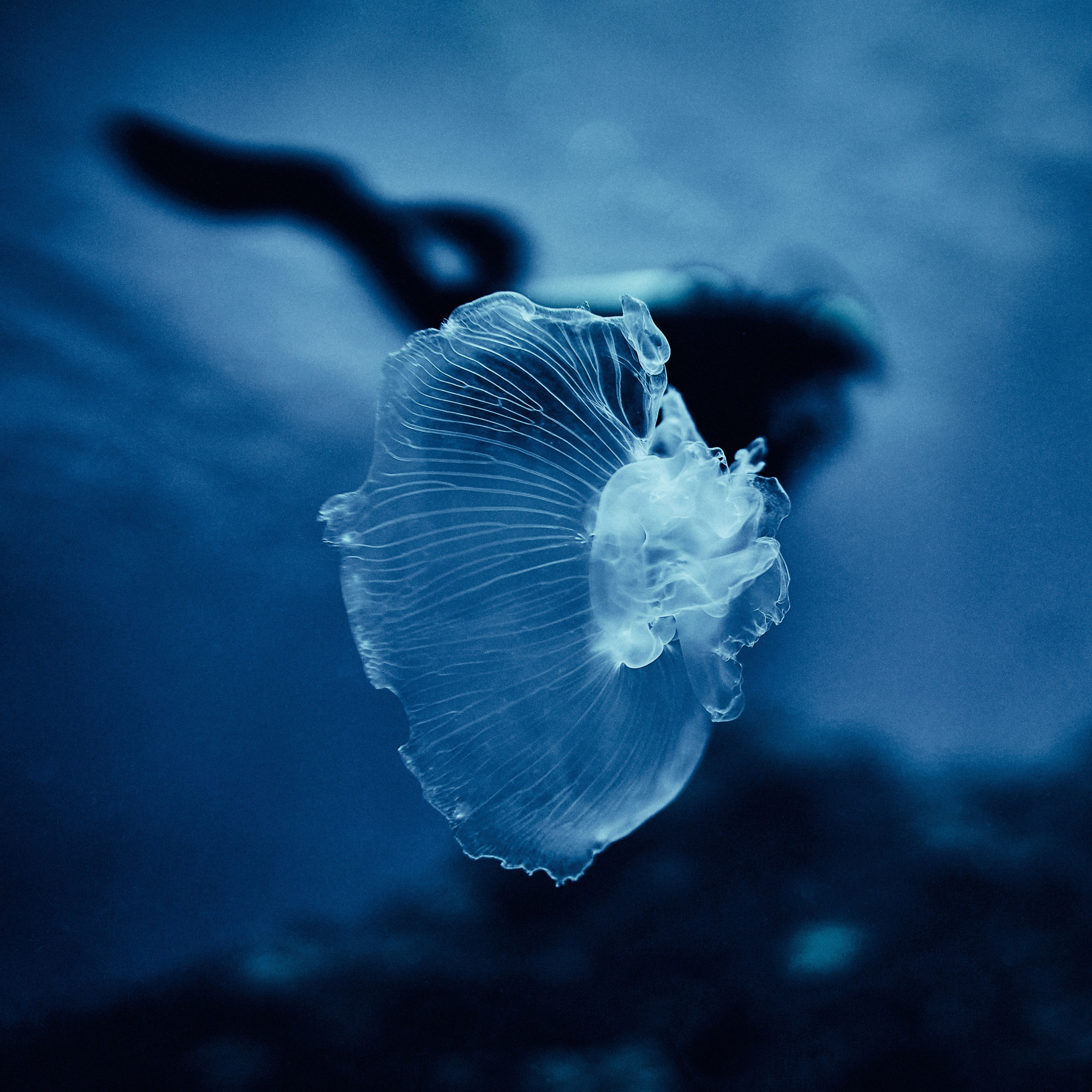 Fotograf podwodny Andriej Szypiłow - Fauna i flora Czerwonego i Adriatyckiego Mórz. Andriej Szypilow - Fotografia & Wideografia