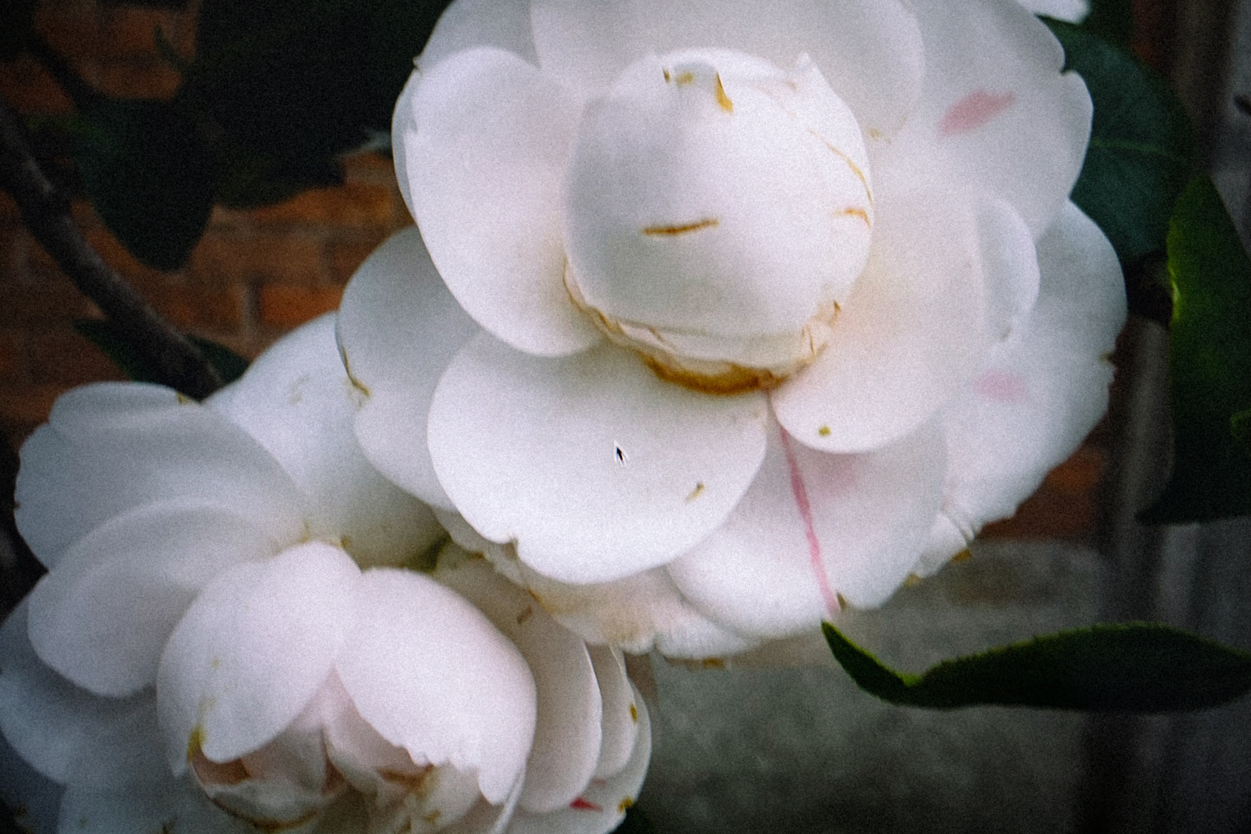 Close-up of delicate white flowers in bloom