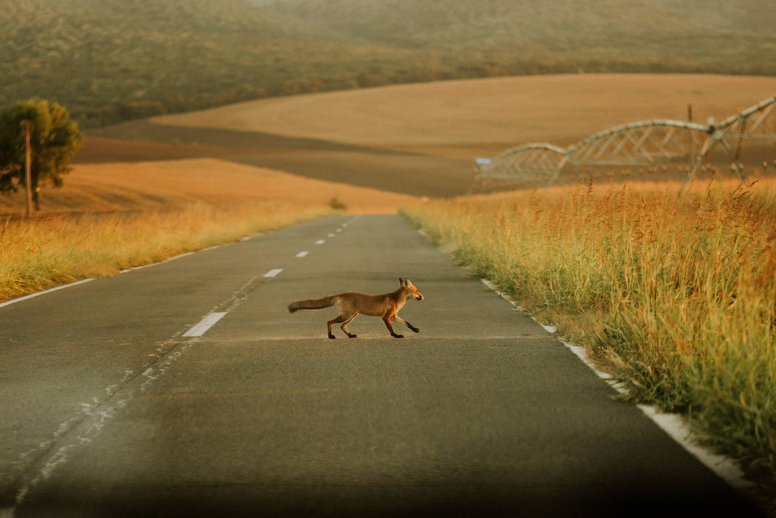 Sedinta foto maternitate cetatea Enisala — Heracleea