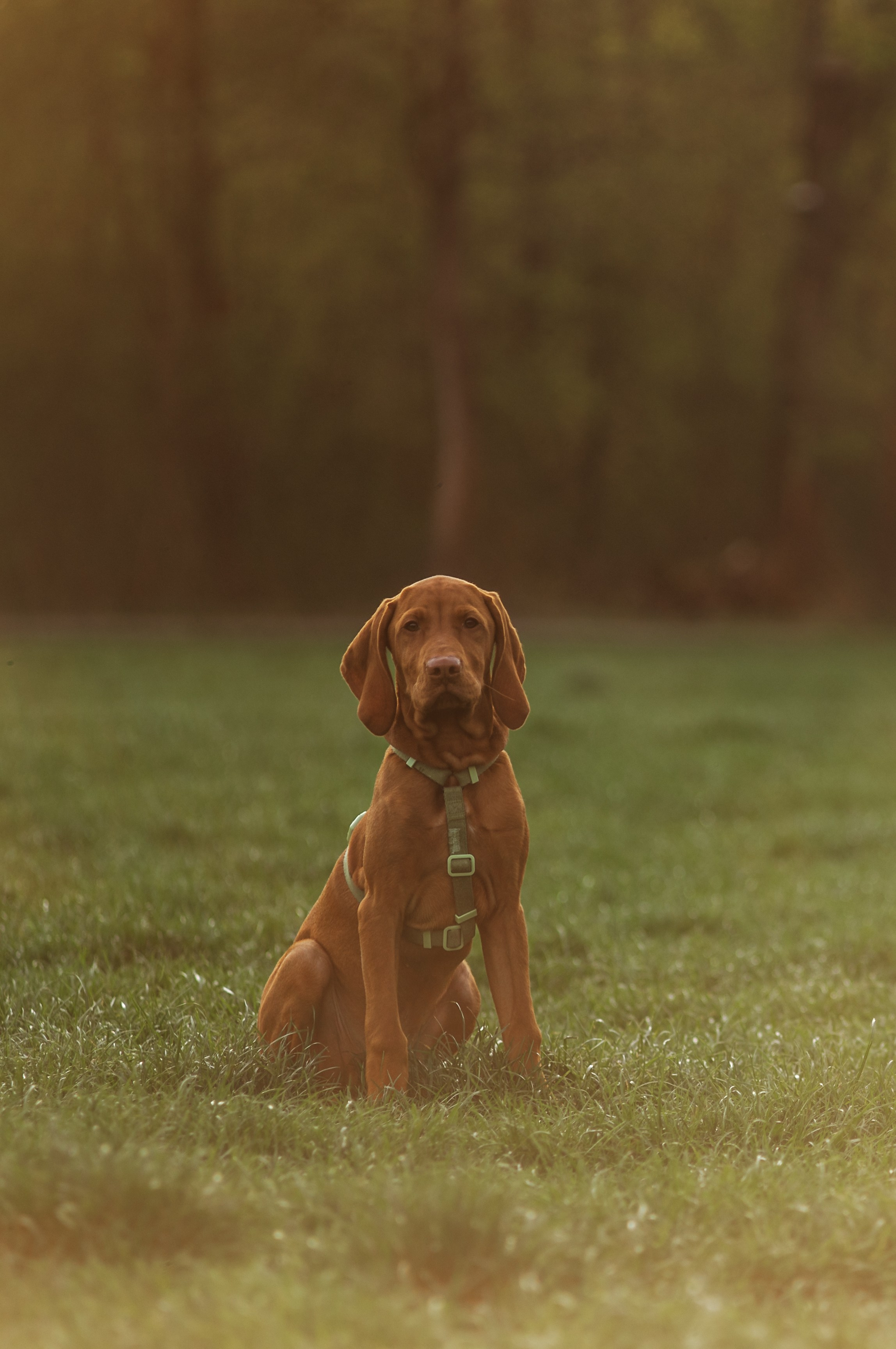 Spontanes Hunderudel im Rosental – Ori trifft neue Freunde. RawPeek