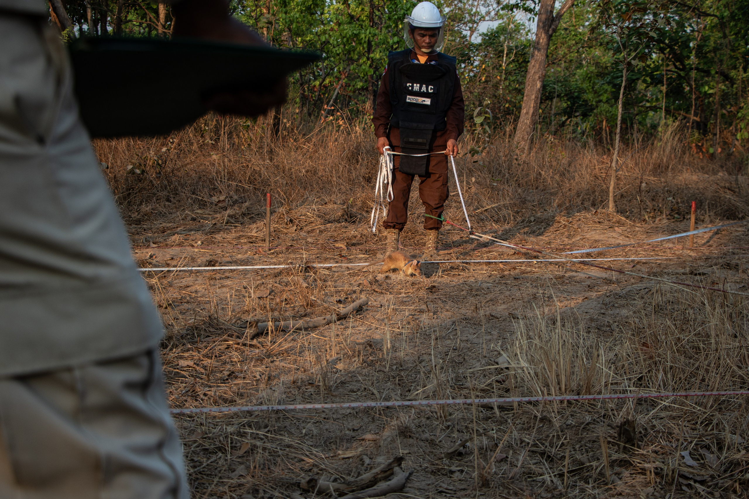 Un employé et un des rats d’APOPO en action sur le terrain.
