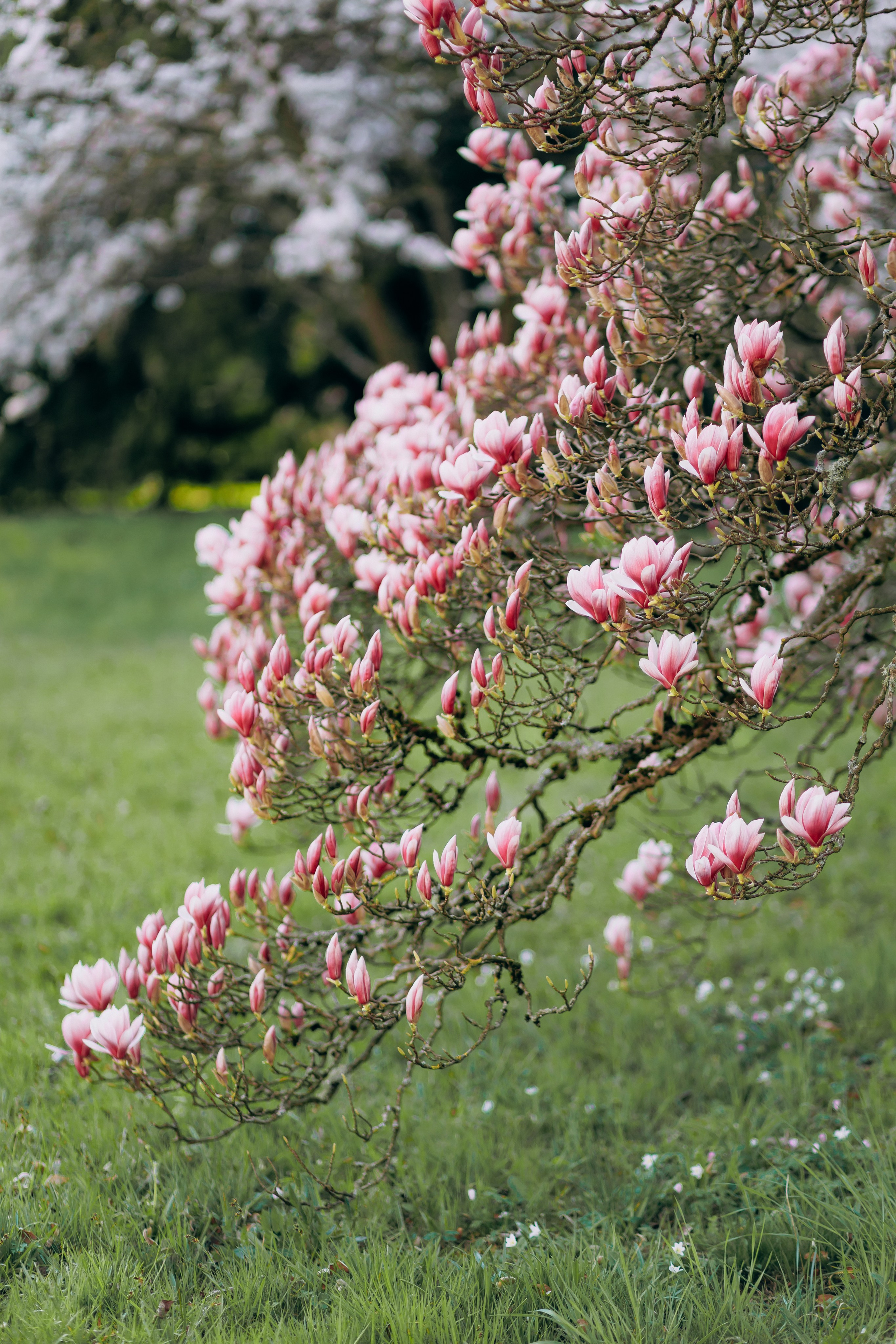 Tatiana, Alisa, Daria. Wedding and Family Photograph