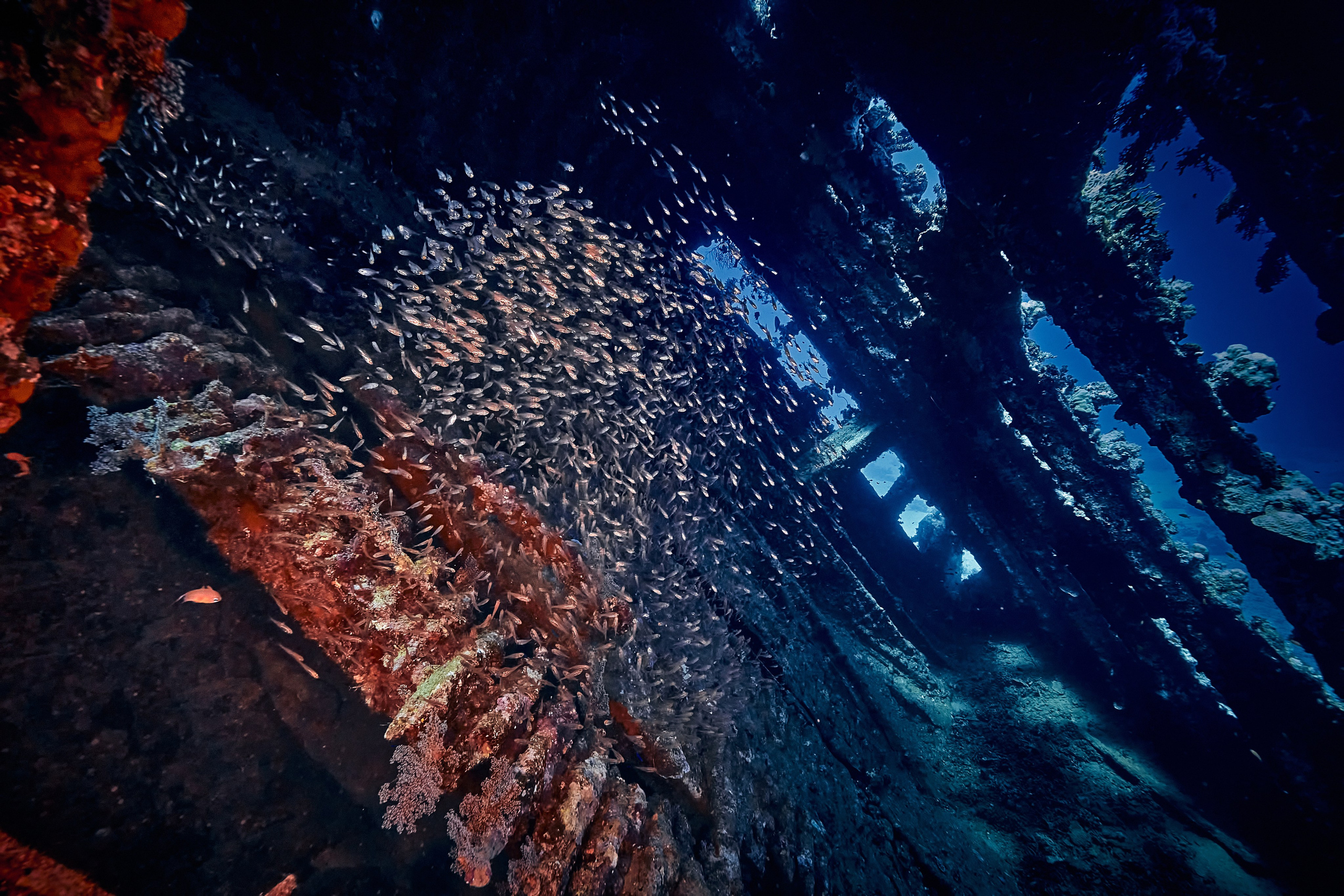 Fotograf podwodny Andriej Szypiłow - Fauna i flora Czerwonego i Adriatyckiego Mórz. Andriej Szypilow - Fotografia & Wideografia