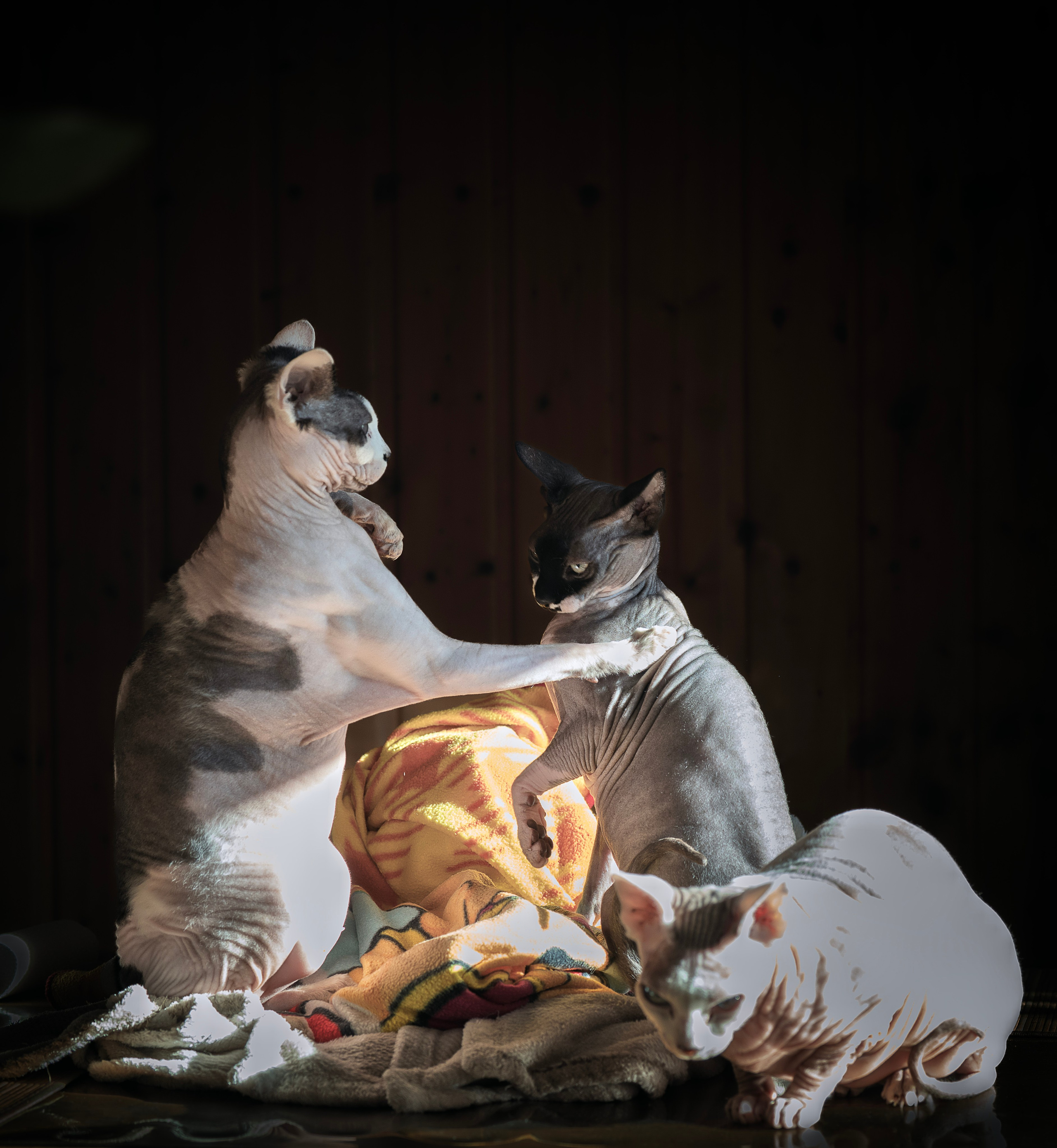 Cats. LUKIN IGOR Photography