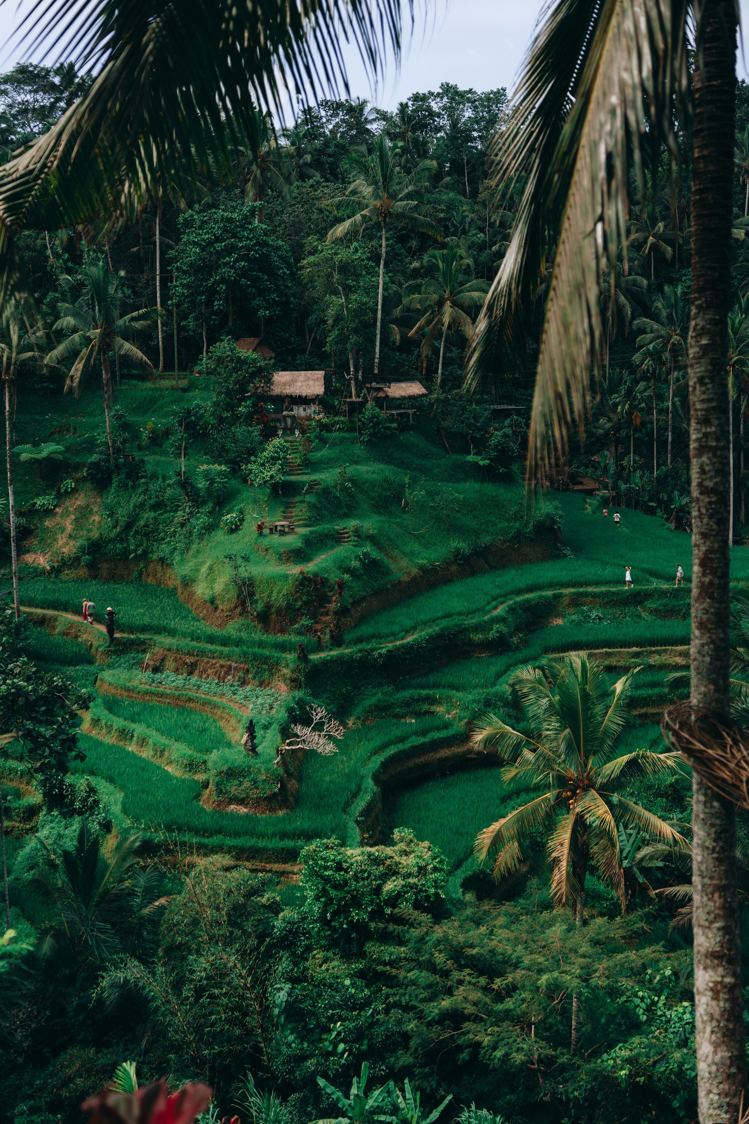 Roaming. Mike Avelli