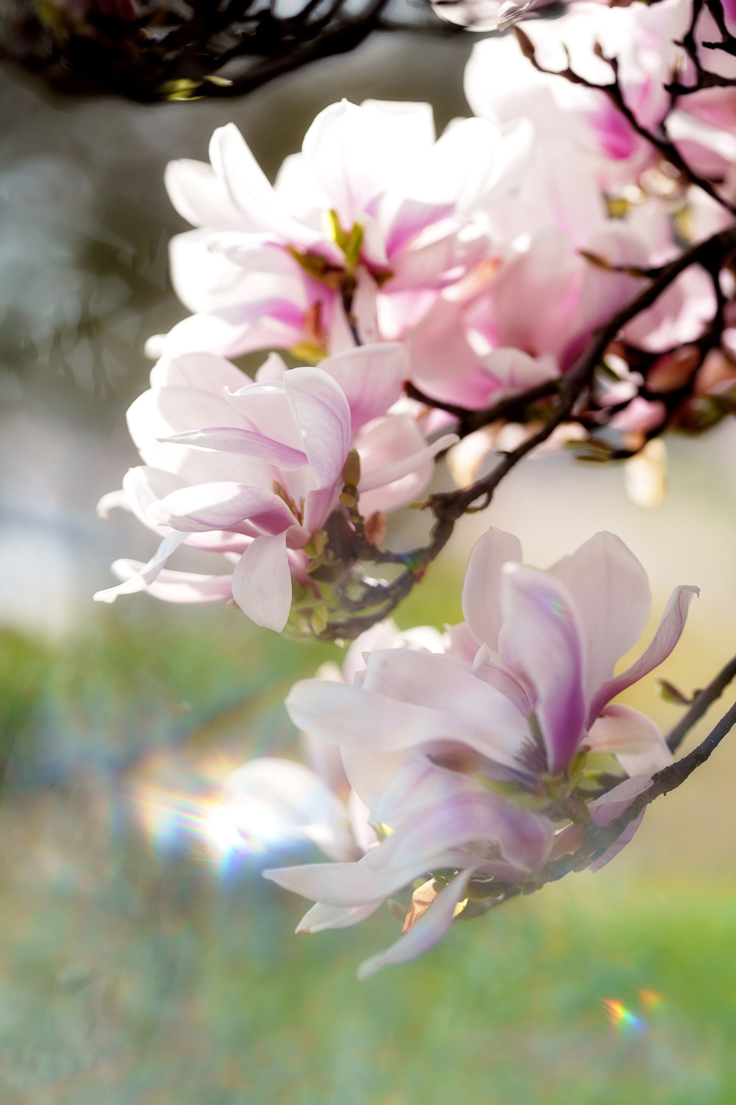 Magnolia. Family, Lifestyle and Portrait photograher in Trier, Germany