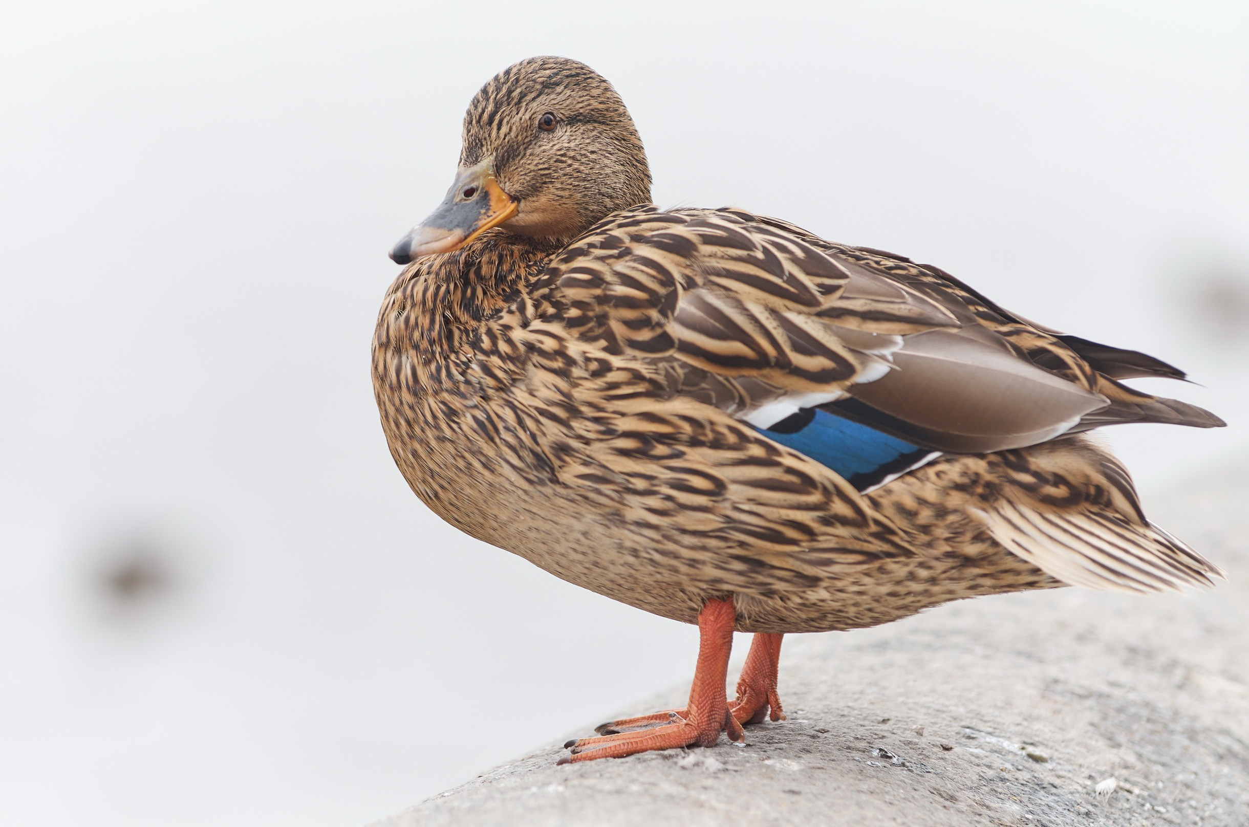 Nature & Wildlife. Yuri Popkov | Photographer