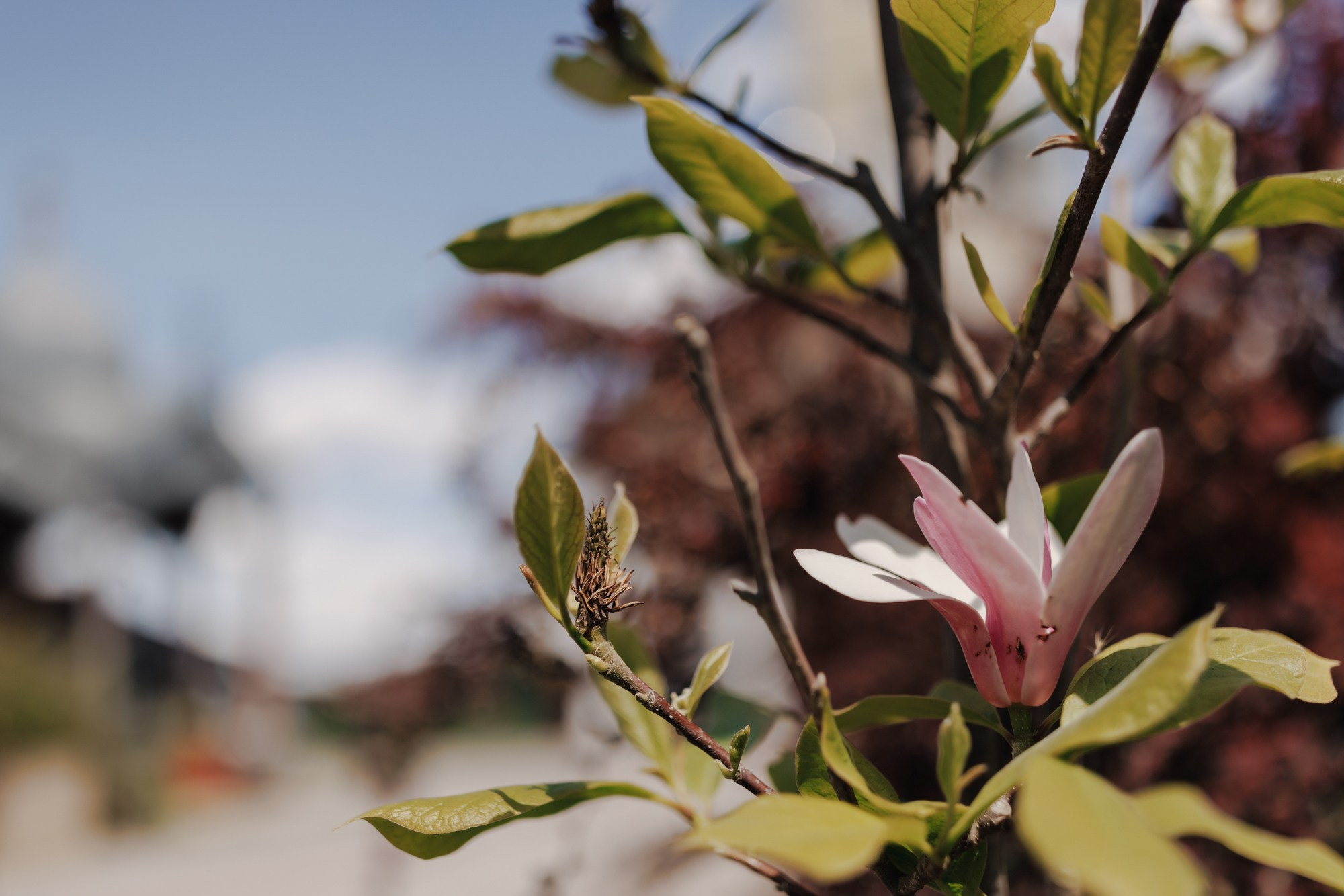 Leonard. Fotograf și videograf de nuntă R. Moldova, Romania