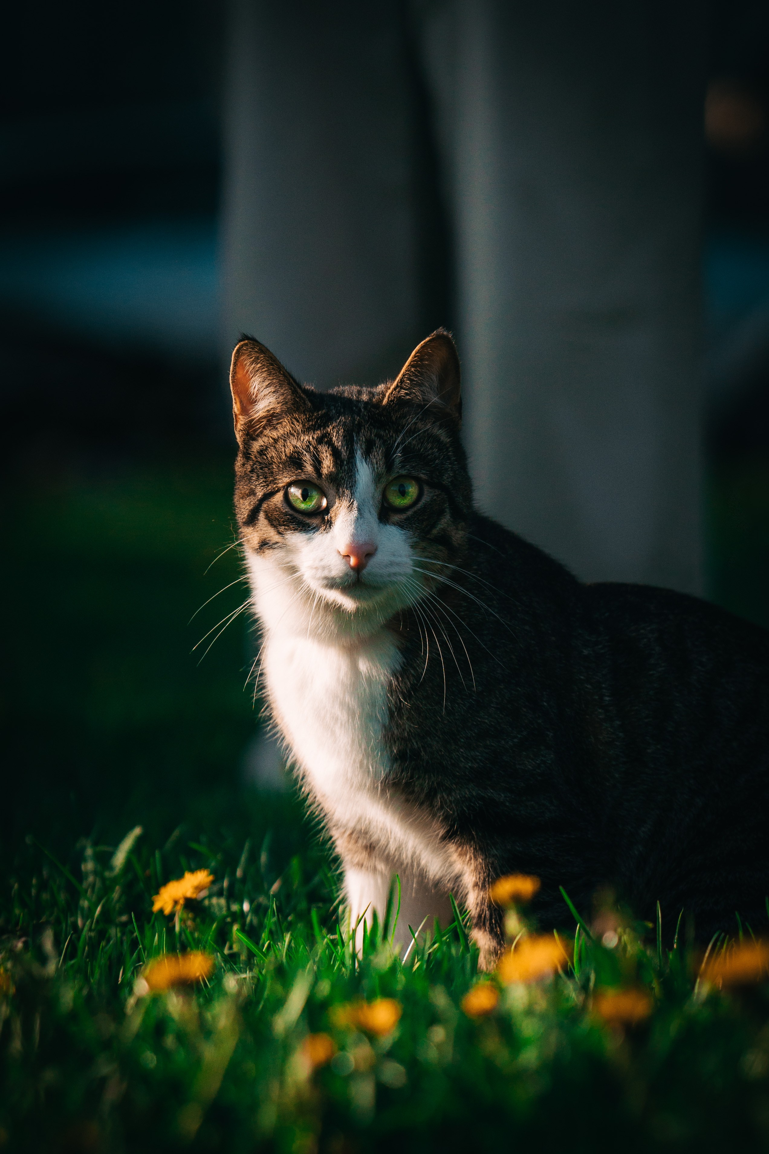 Eläimet. VEKE MEDIA