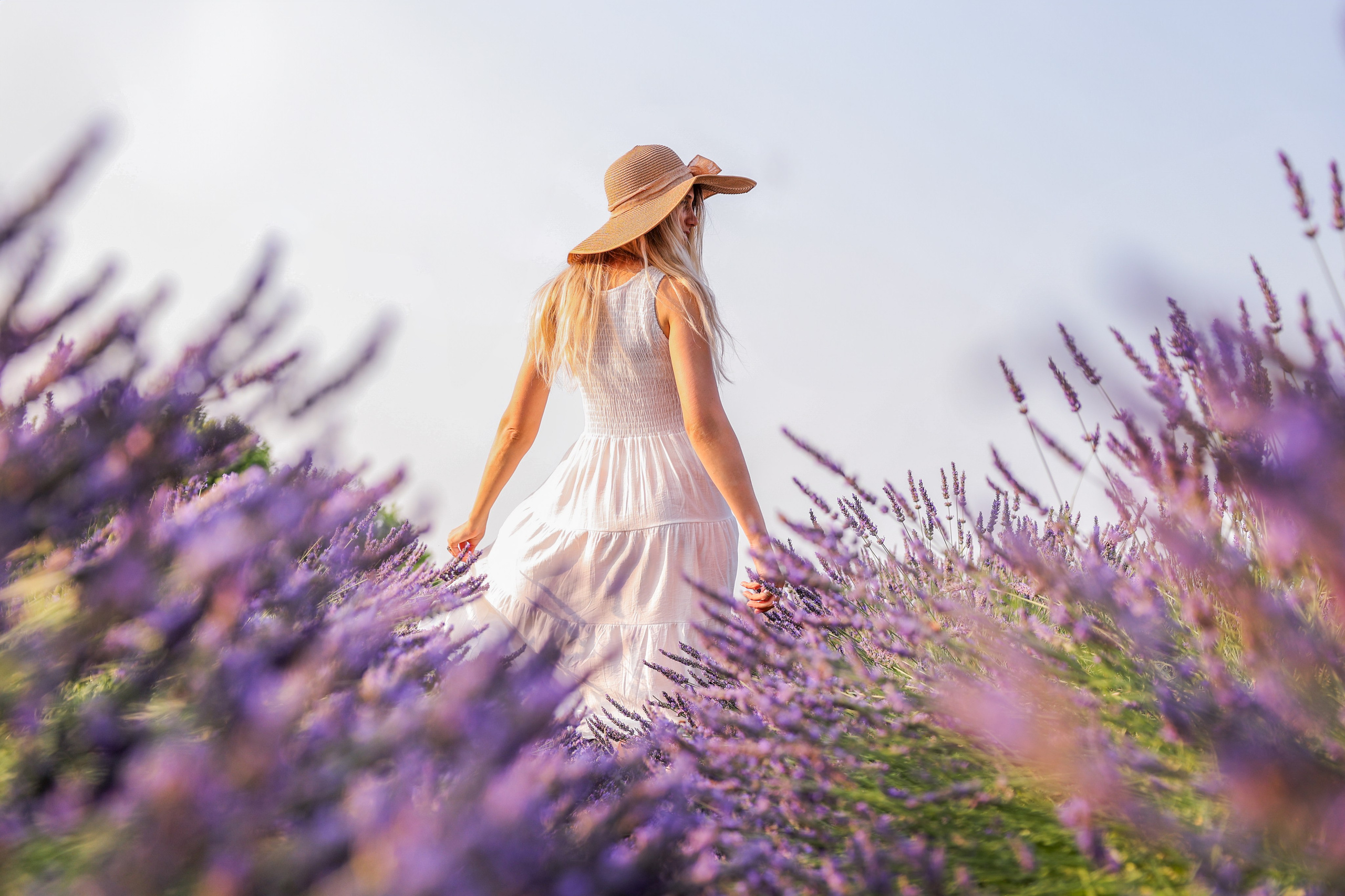 Lavanda. Photographer, Videomaker, Drone, Padova, Venice, Italy, Elena Radchenko