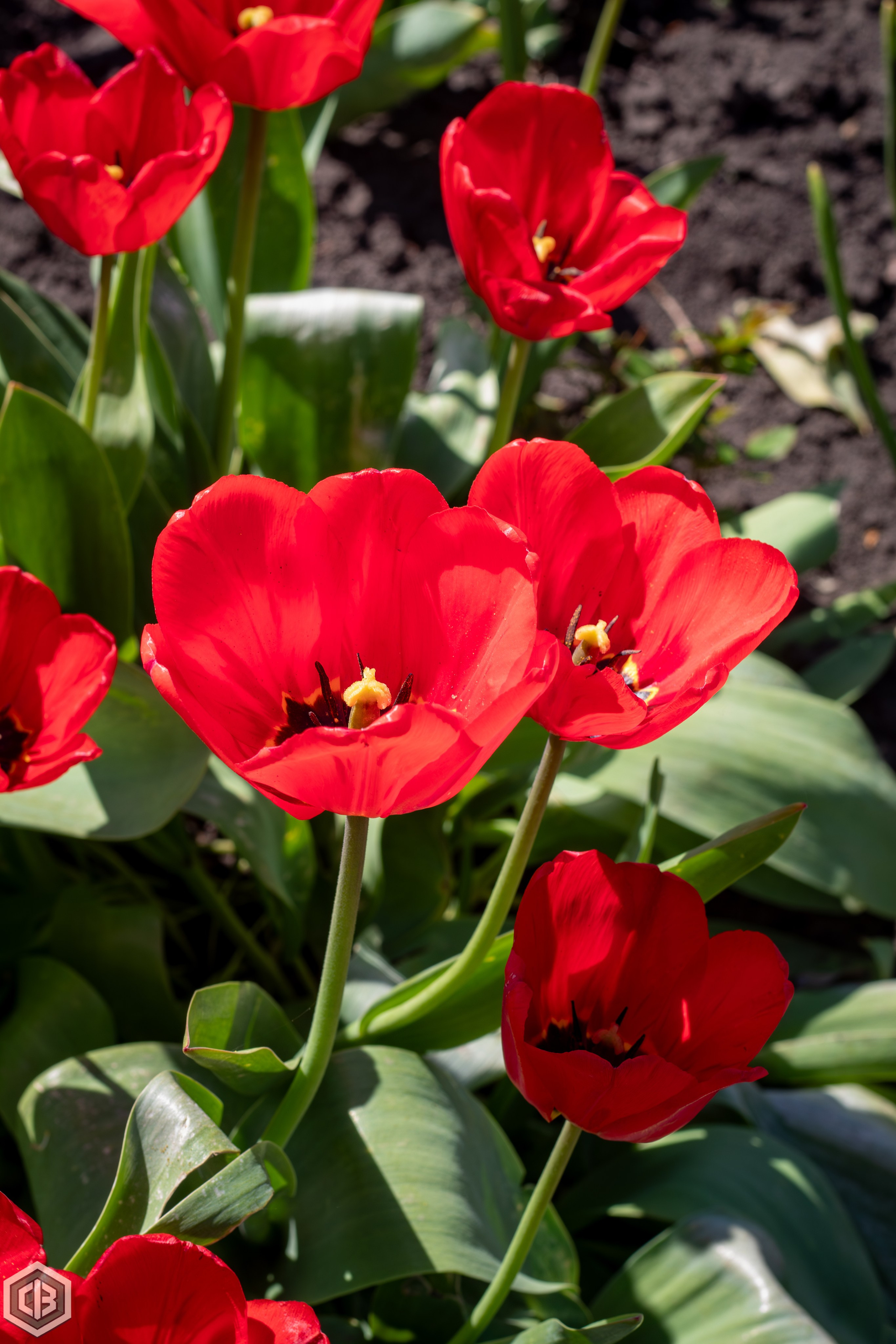 A bold greeting from spring. Cristian Baltag | Photography | Capturing Moments in Iasi