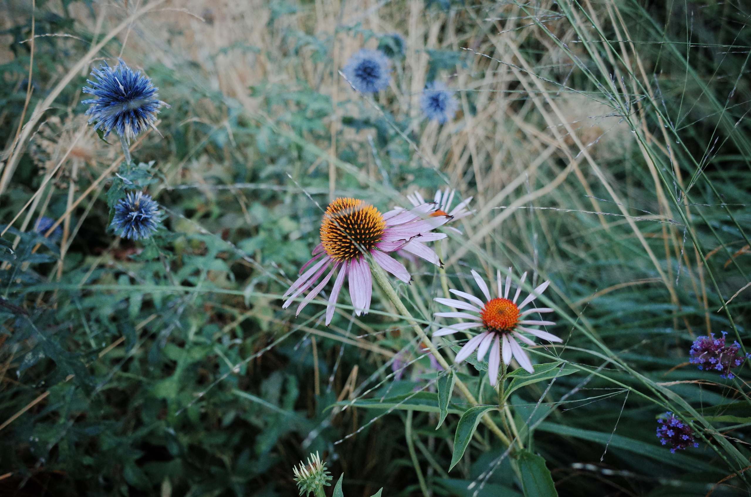 Demeter Dreams. Victoria Dini. Art photography in London / Folkestone, UK