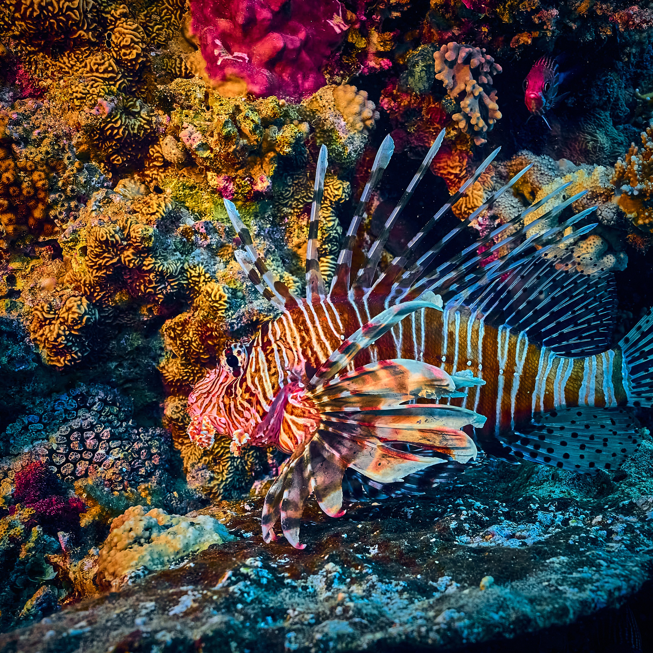 Fotograf podwodny Andriej Szypiłow - Fauna i flora Czerwonego i Adriatyckiego Mórz. Andriej Szypilow - Fotografia & Wideografia