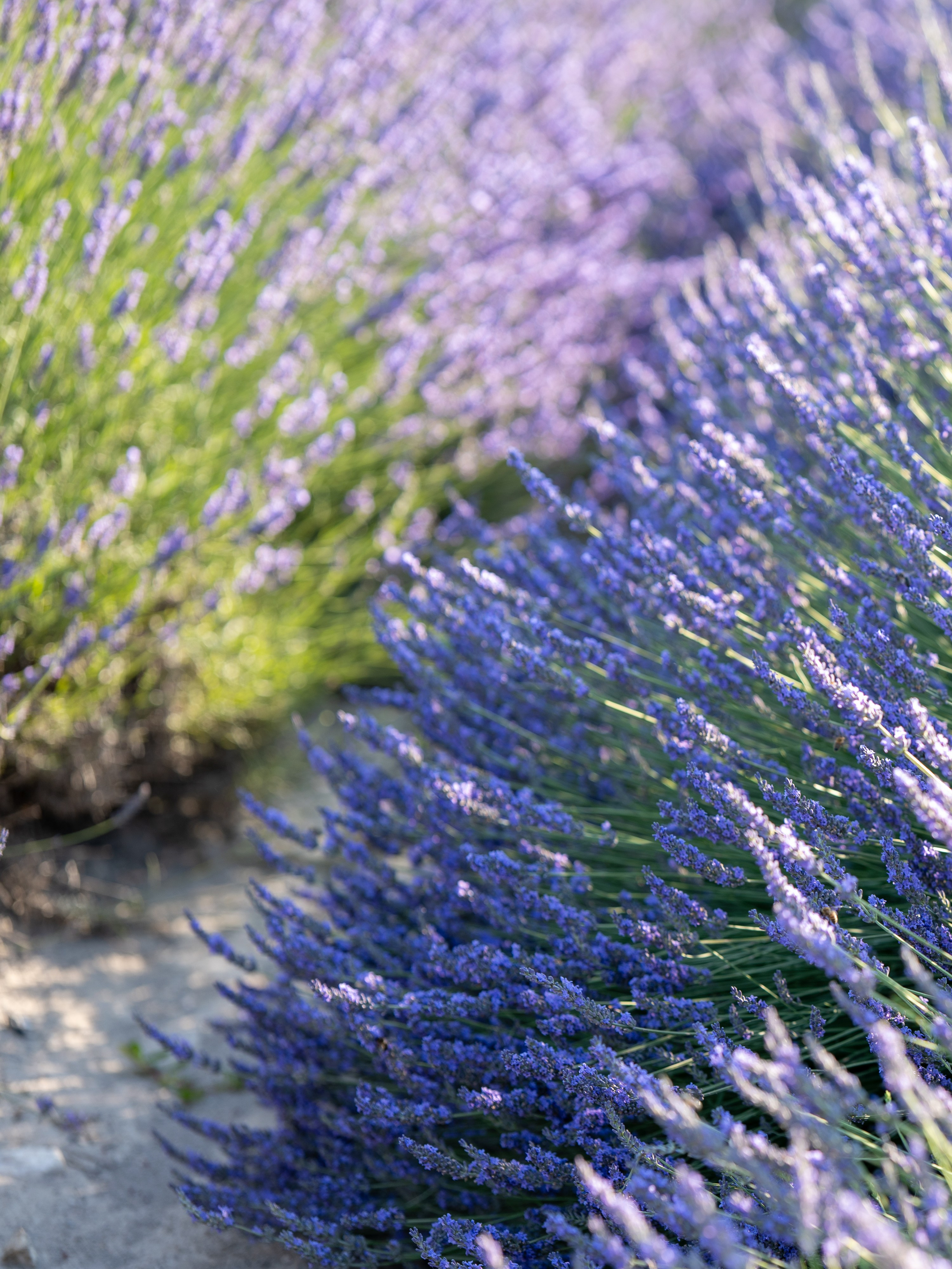 Shooting dans le champs de lavande. Photographe et retoucheuse des images des produits à Avignon en France