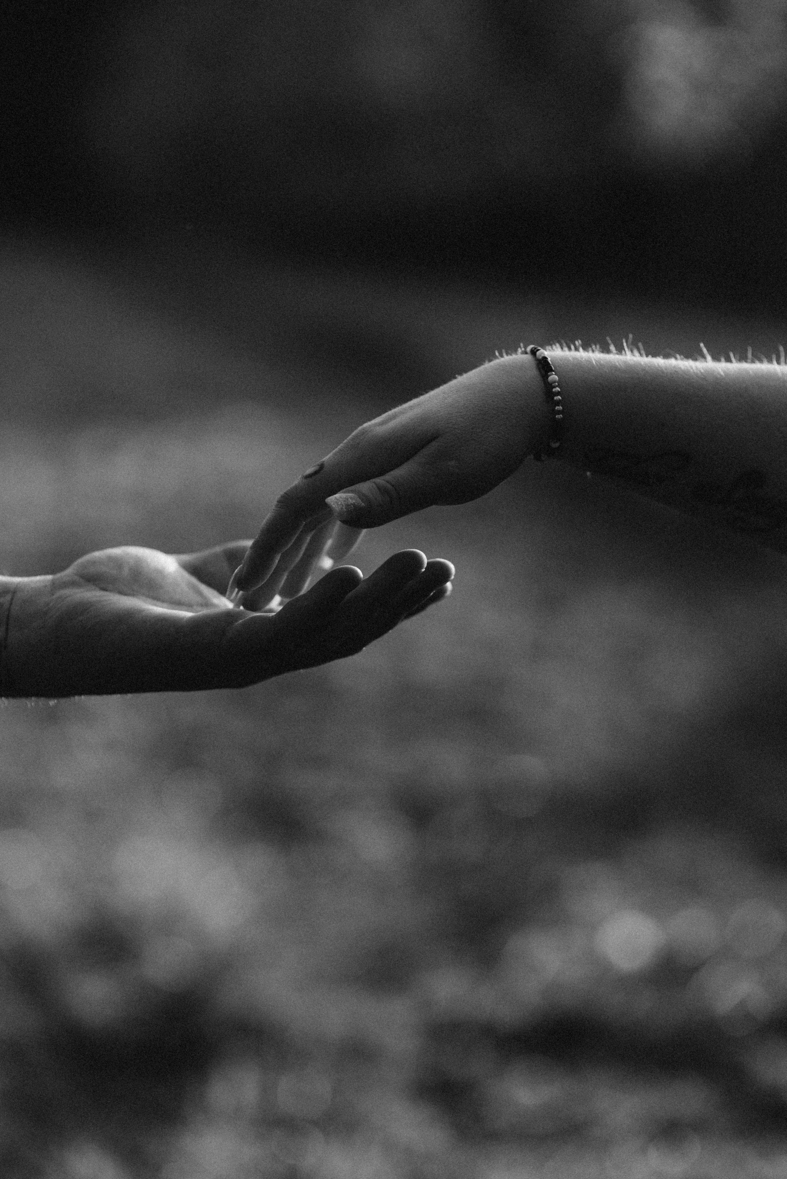 DANDELIONS. Photographer in Nuremberg Irina Mehnert from Ansbach