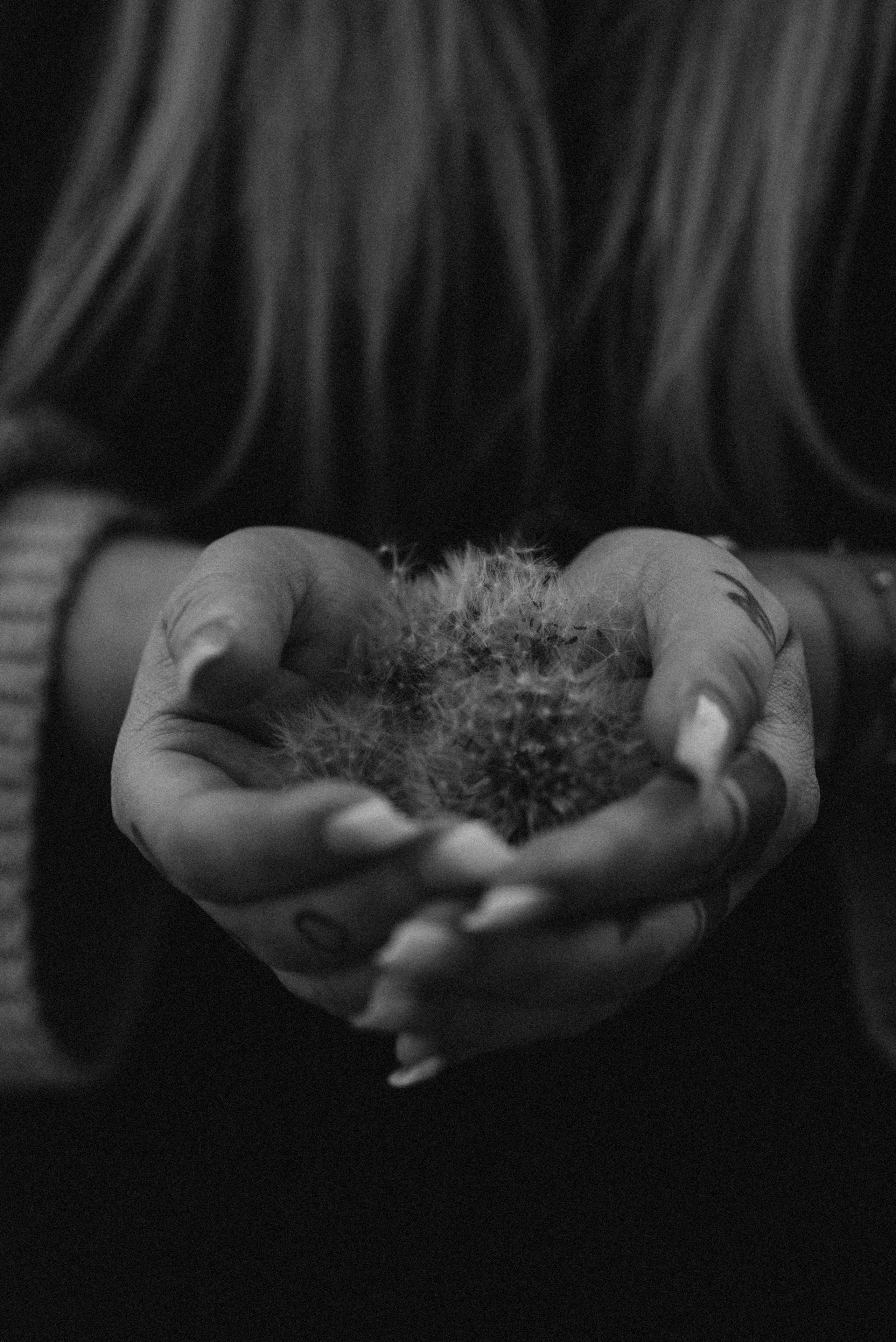 DANDELIONS. Photographer in Nuremberg Irina Mehnert from Ansbach