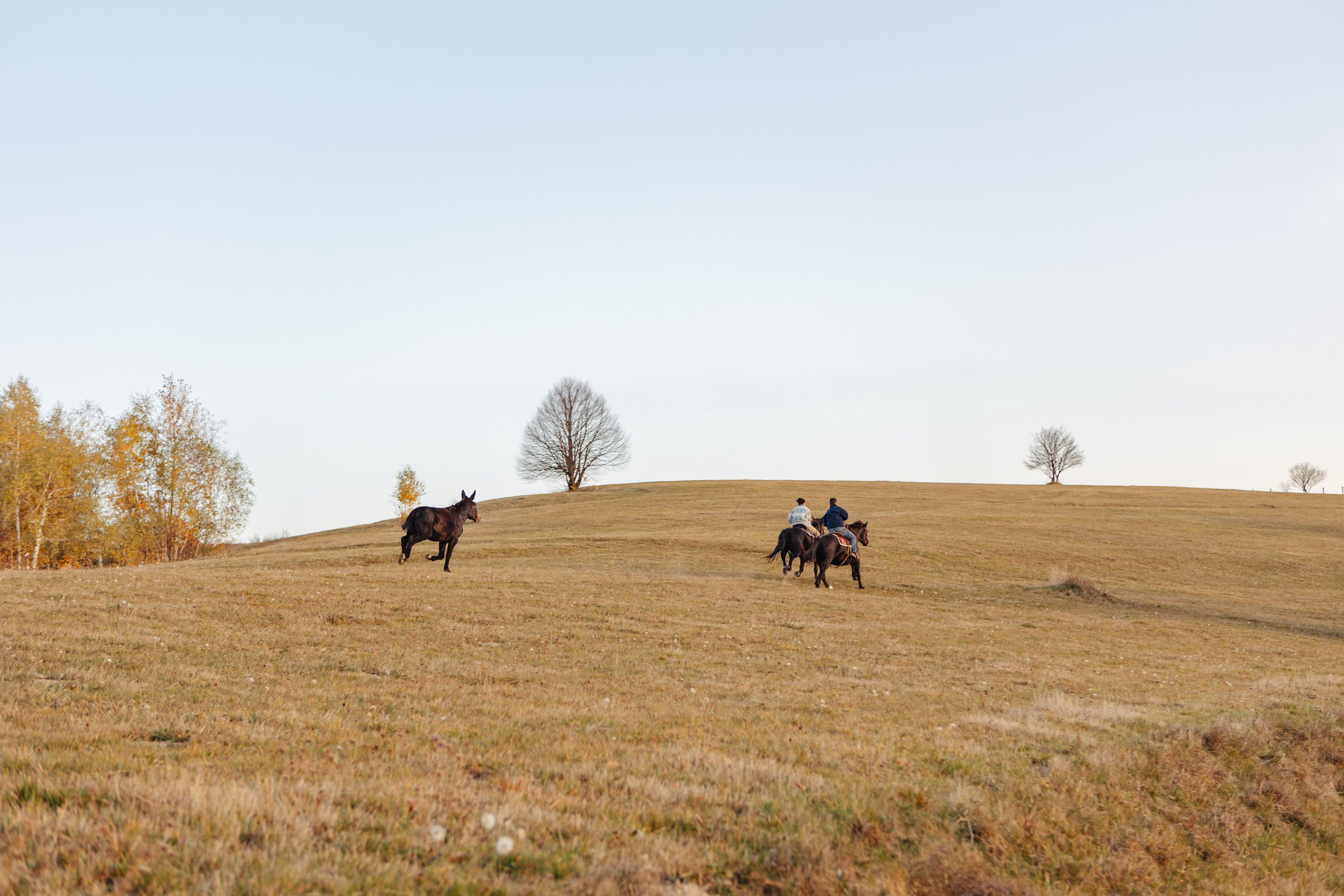 Ioana & Gigi. Cristina Andronache fotograf Brașov fotograf de familie fotograf de nunta Brașov